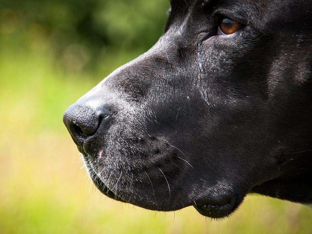 Der Pitbull attackierte in Wien drei Personen und starb danach beim Transport.