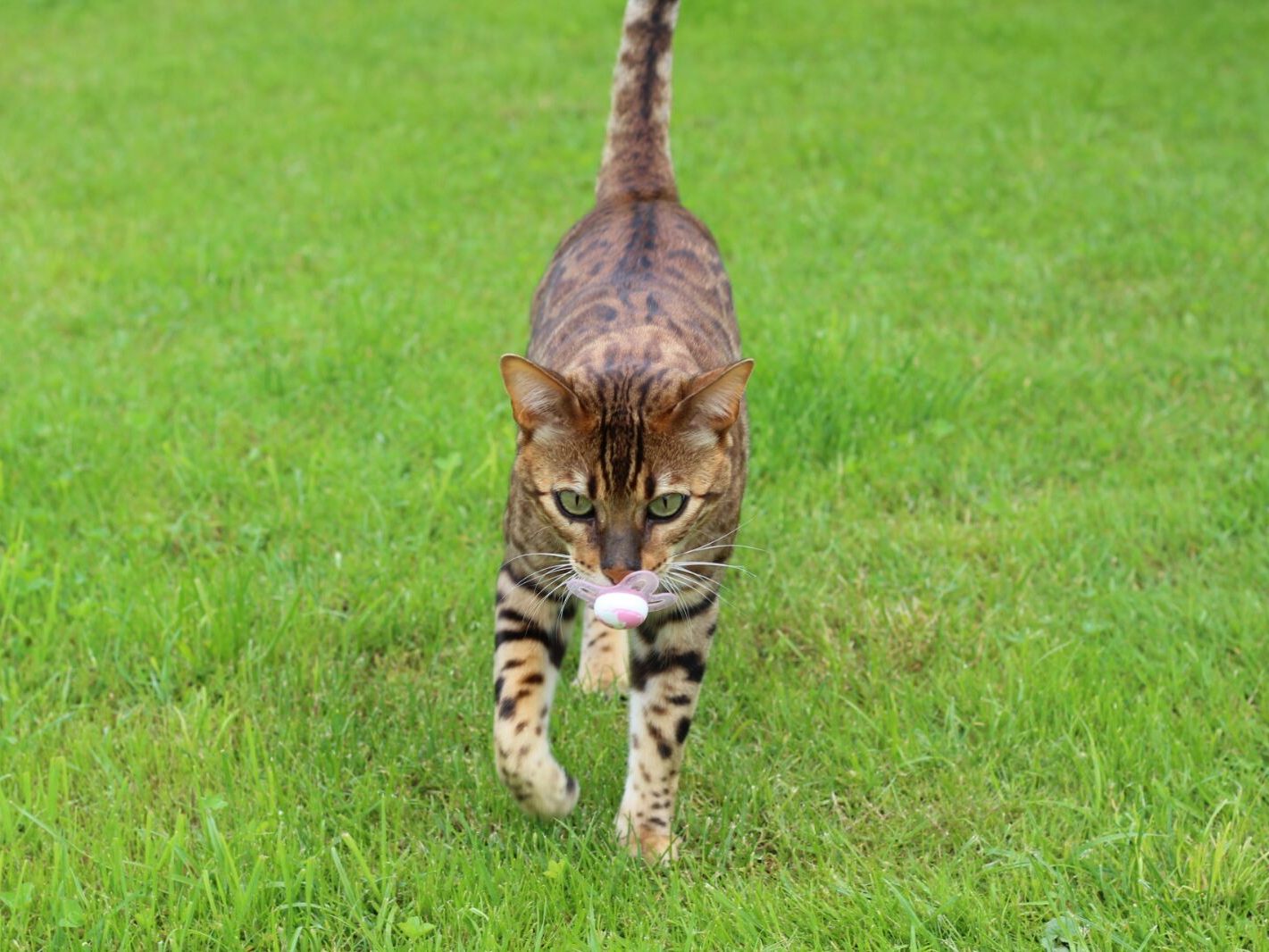 Kater Bhandari liebt seine Schnuller Kater Bhandari liebt seine Schnuller