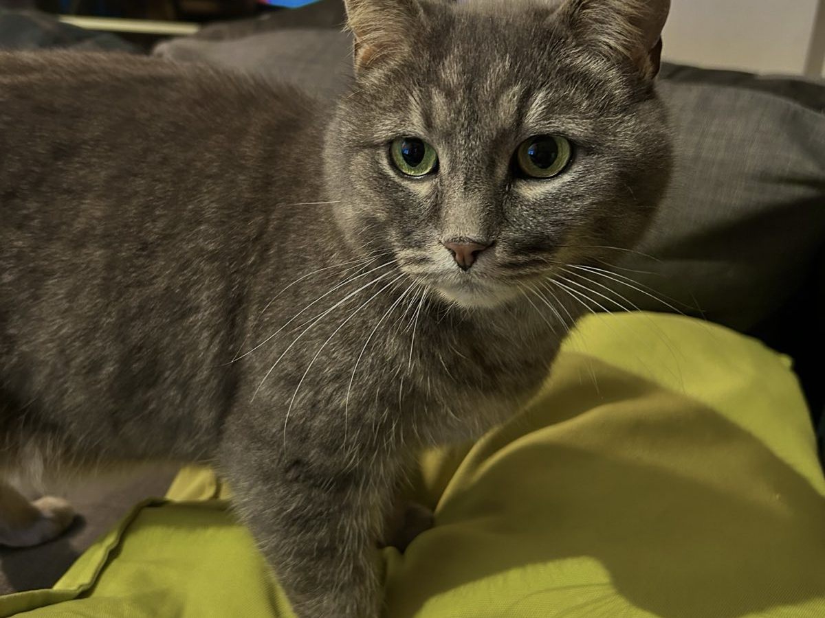 Tigerkater vermisst