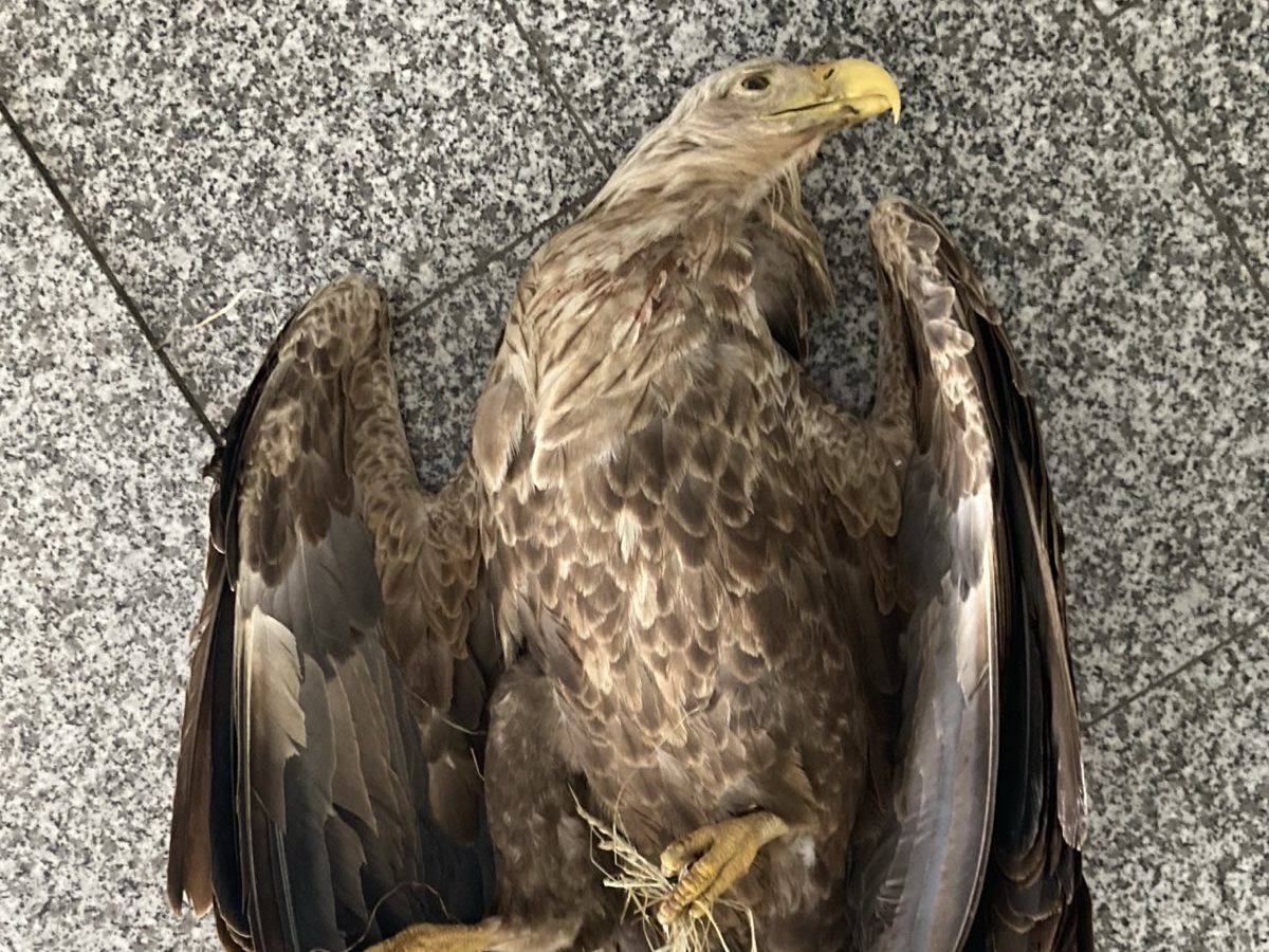 Der Greifvogel starb an Carbofuran. Der Greifvogel starb an Carbofuran.