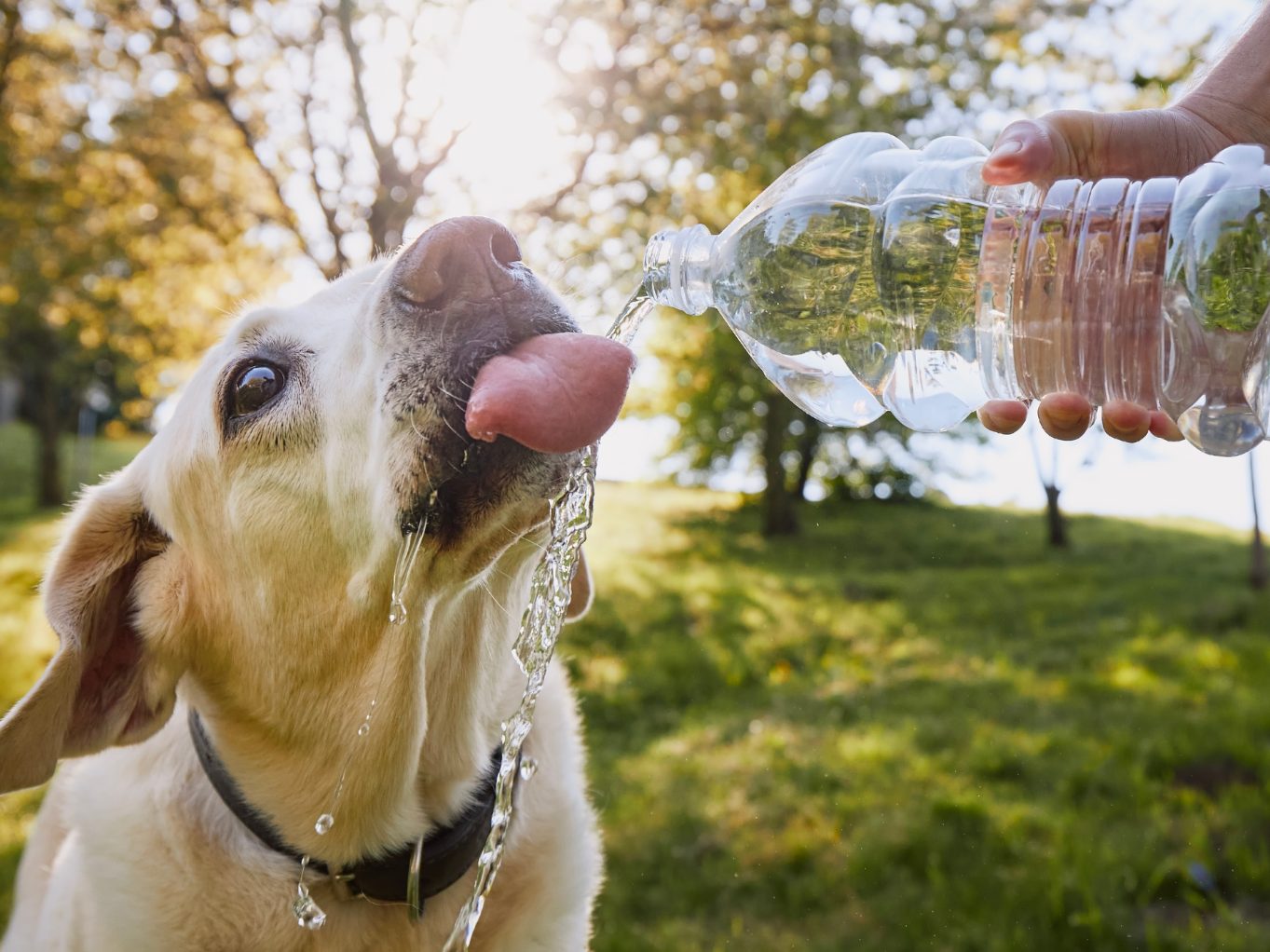 So bleibt dein Hund hydriert.