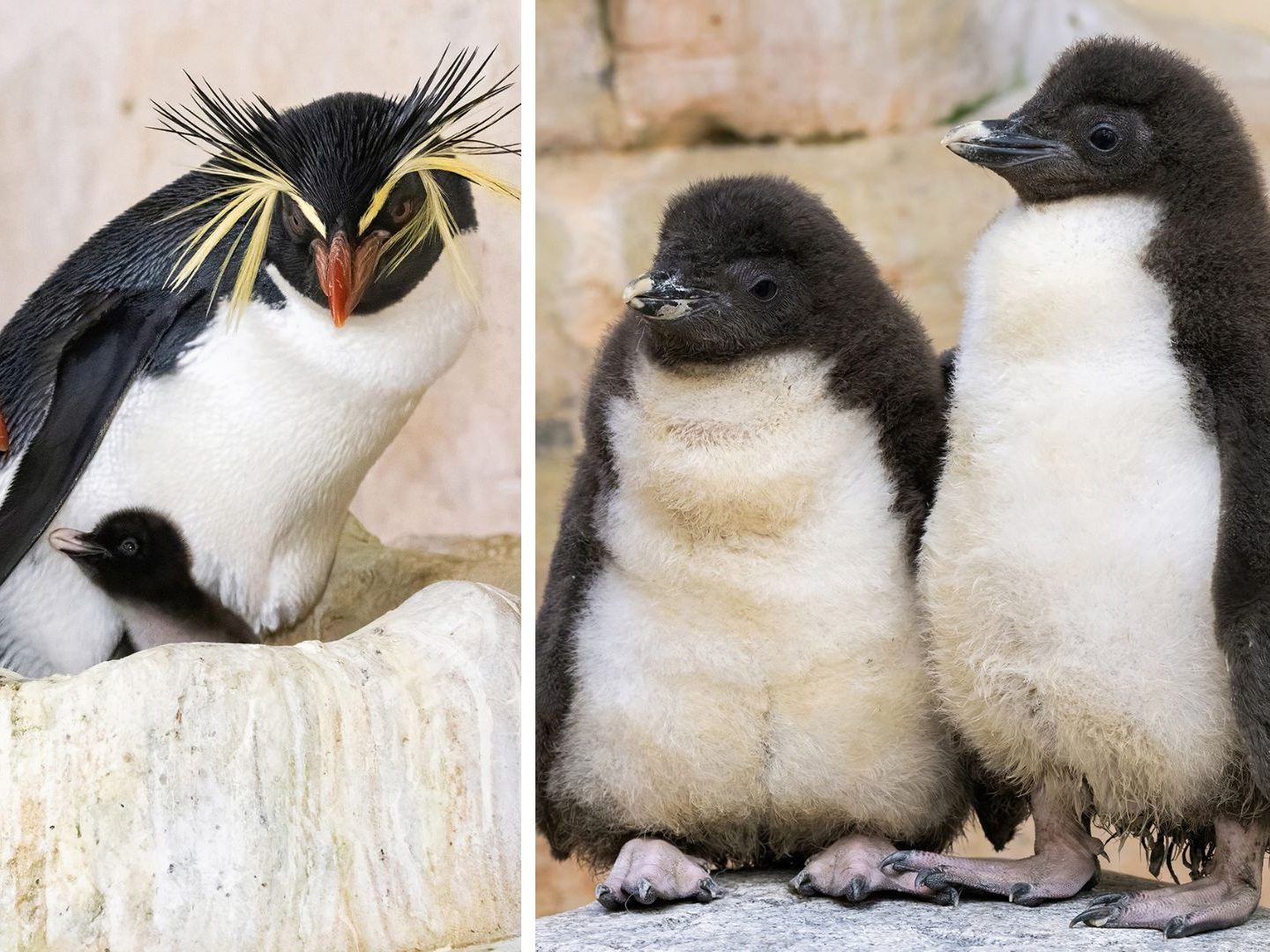 Im Wiener Zoo Schönbrunn sind stark gefährdete Pinguine geschlüpft. Im Wiener Zoo Schönbrunn sind stark gefährdete Pinguine geschlüpft.