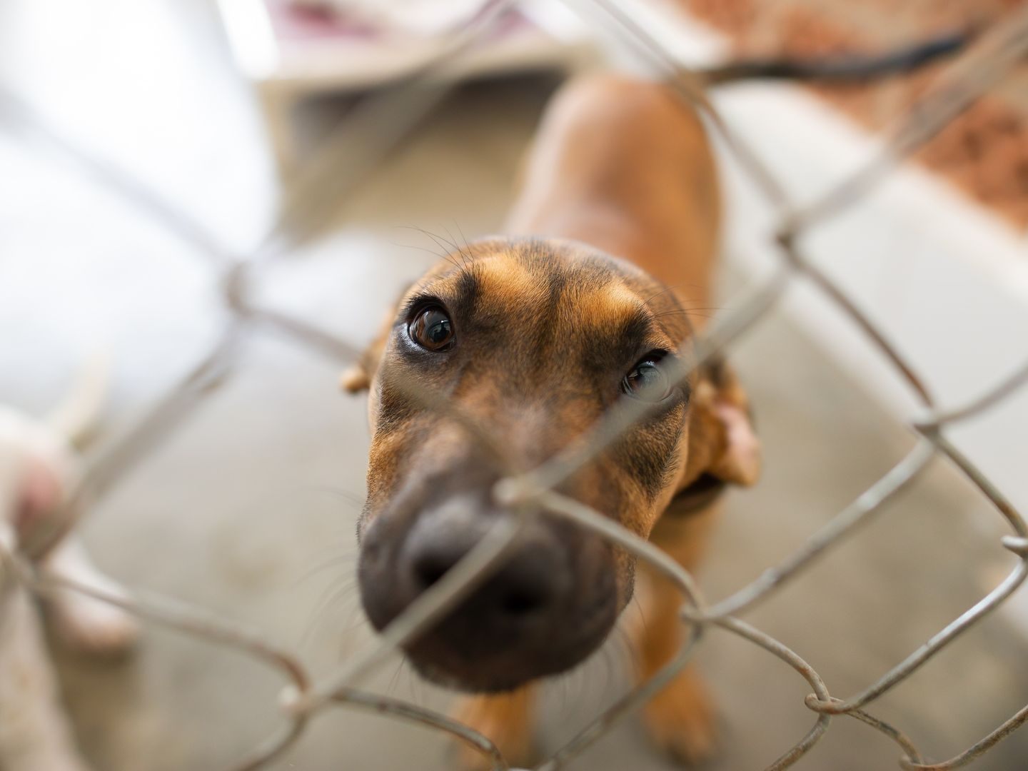 In Wien-Simmering wurden 18 Hunde in einer kleinen Wohnung gehalten - ein extremer Fall von Animal Hoarding. In Wien-Simmering wurden 18 Hunde in einer kleinen Wohnung gehalten - ein extremer Fall von Animal Hoarding.