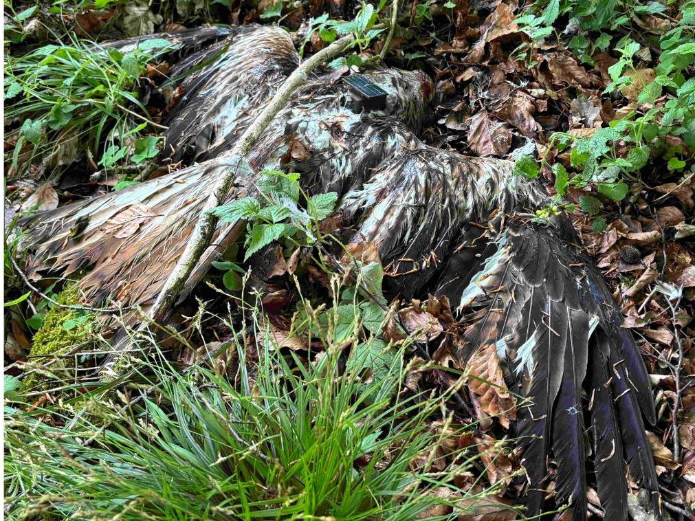 In Oberösterreich wurden erneut gezielt vergiftete Rotmilane gefunden. In Oberösterreich wurden erneut gezielt vergiftete Rotmilane gefunden.