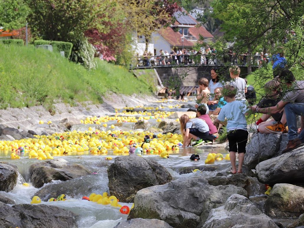 Bei der letzten Ausgabe des Black-River-Duck-Race waren die Enten noch aus Plastik. Bei der letzten Ausgabe des Black-River-Duck-Race waren die Enten noch aus Plastik.