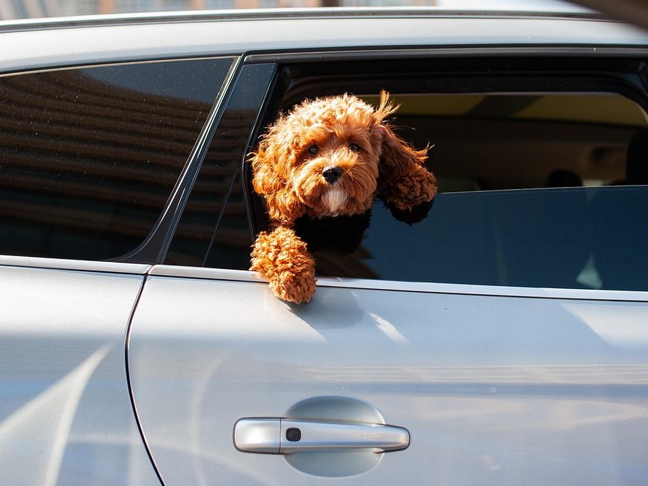 Für Hunde besteht in heißen Autos im Sommer Lebensgefahr.