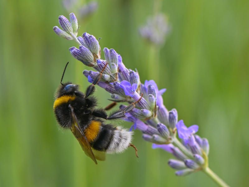 Giftiger Lavendel: Gefahr für Bienen und Menschen (Bild: APA/DPA/Patrick Pleul) Giftiger Lavendel: Gefahr für Bienen und Menschen (Bild: APA/DPA/Patrick Pleul)