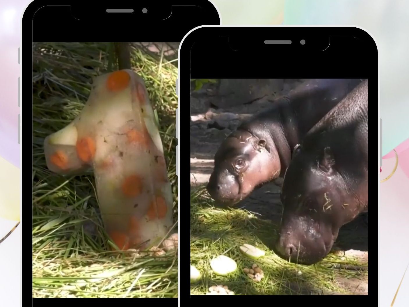 Hippo-Baby feiert den ersten Geburtstag mit seiner Mutter. Hippo-Baby feiert den ersten Geburtstag mit seiner Mutter.