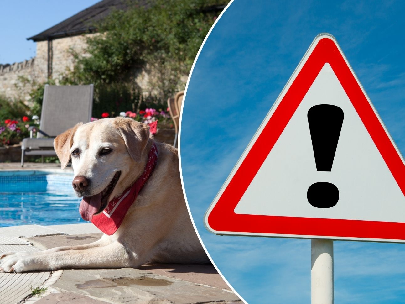 Die Tierschutzorganisation VIER PFOTEN ruft dazu auf, private Schwimmbecken sicherer zu gestalten.