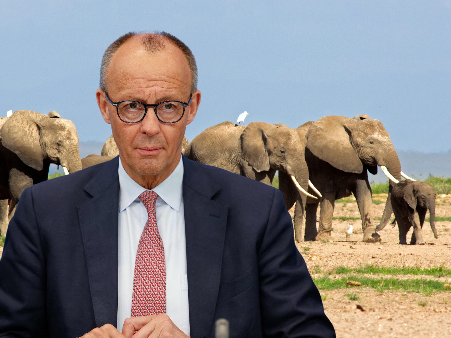 Elefanten für Merz: Afrika-Land will 20.000 Tiere umsiedeln