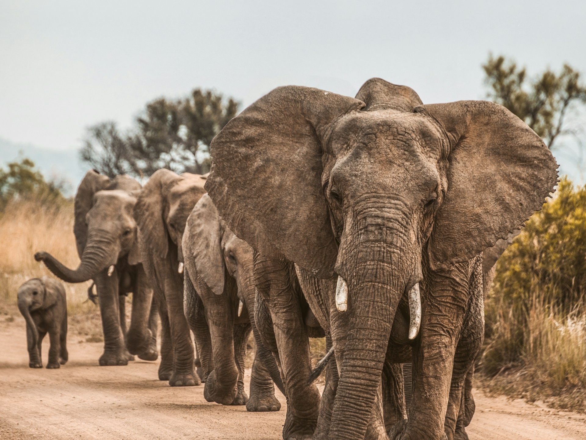 Botswana bietet Deutschland 20.000 Elefanten an. Kanzler Merz steht vor einer ungewöhnlichen Herausforderung. Wie wird Deutschland reagieren? Botswana bietet Deutschland 20.000 Elefanten an. Kanzler Merz steht vor einer ungewöhnlichen Herausforderung. Wie wird Deutschland reagieren?
