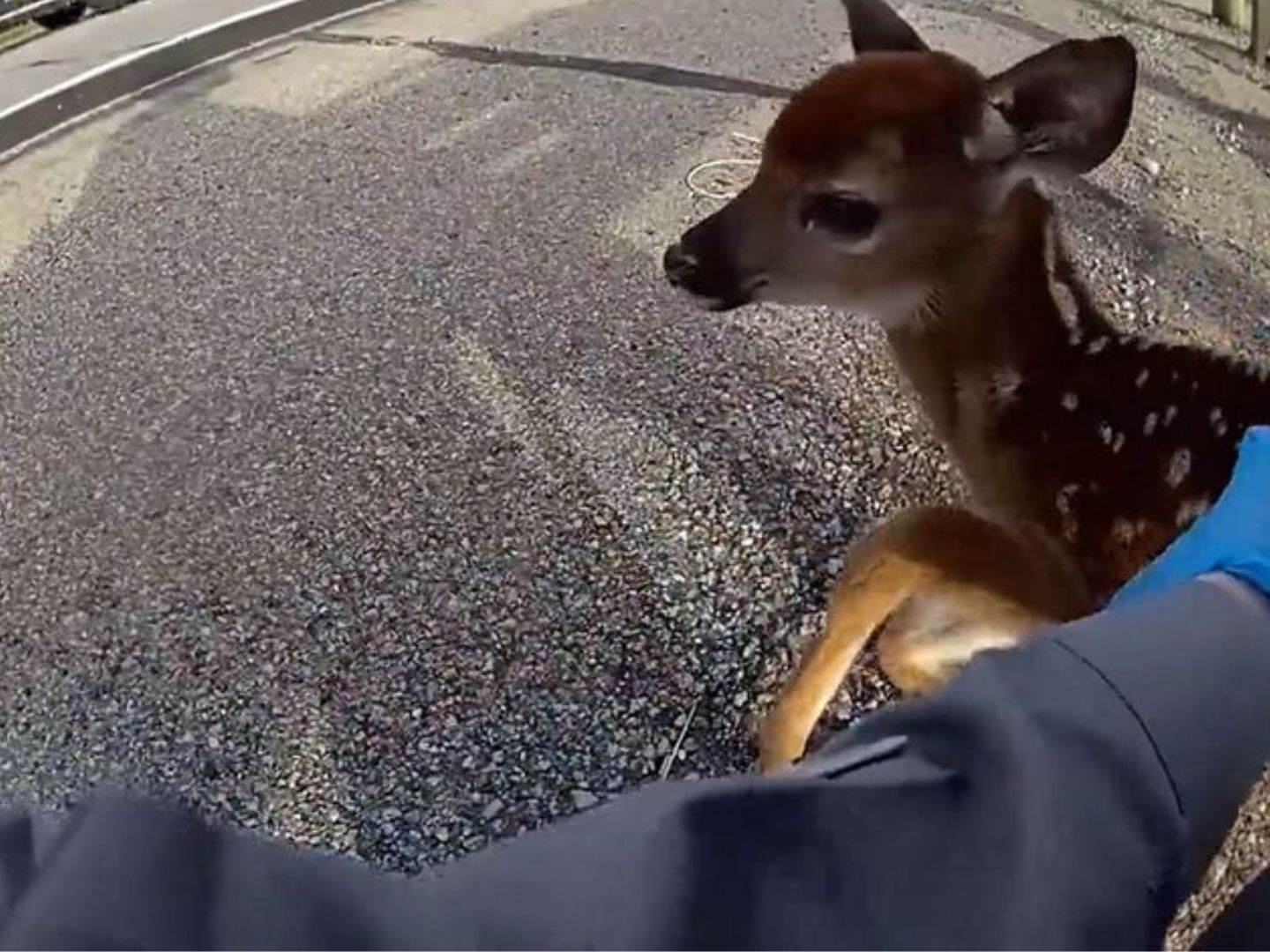 Tierische Rettungsaktion