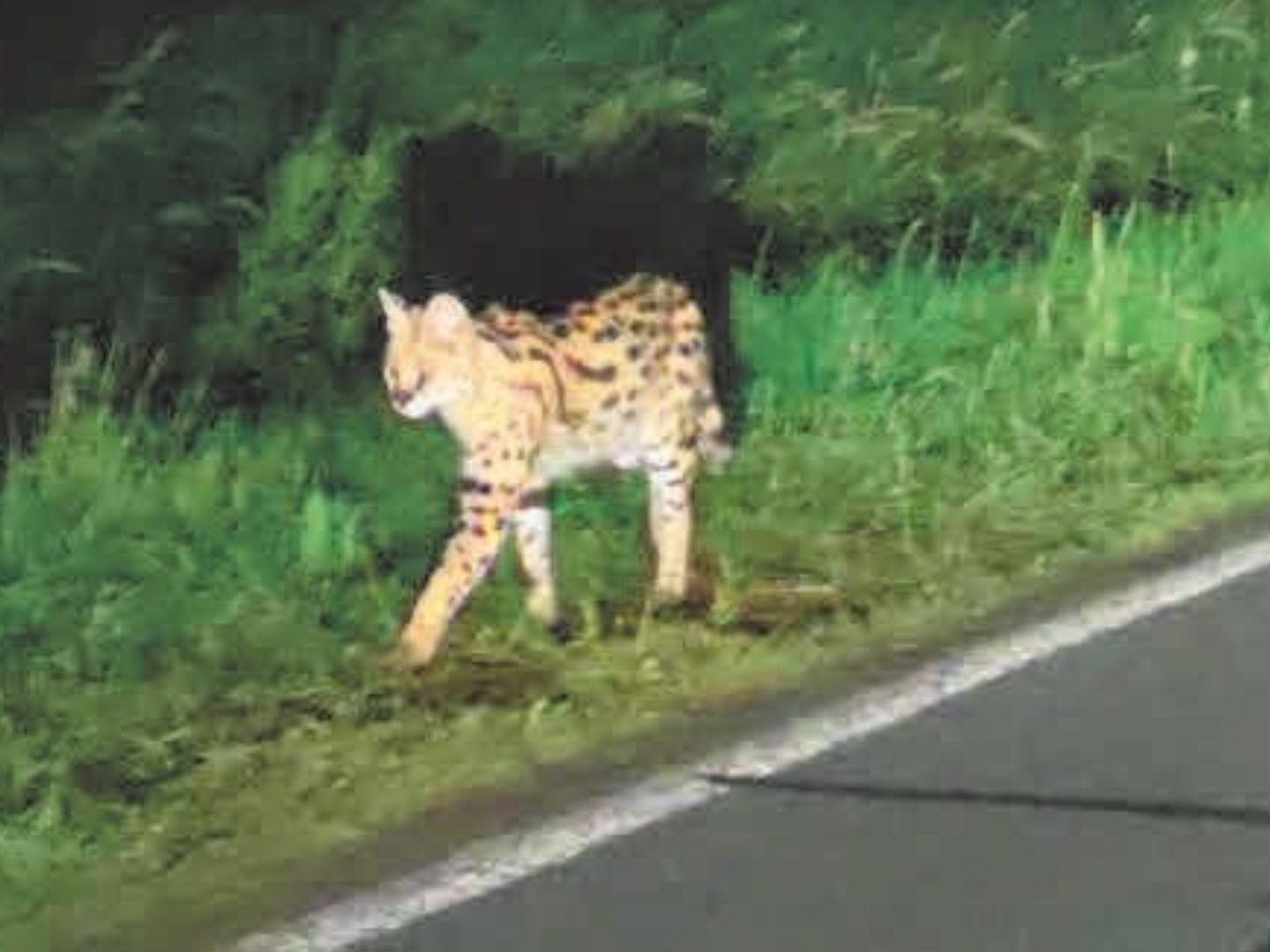 Erneut ist in Deutschland offenbar eine exotische Raubkatze unterwegs.