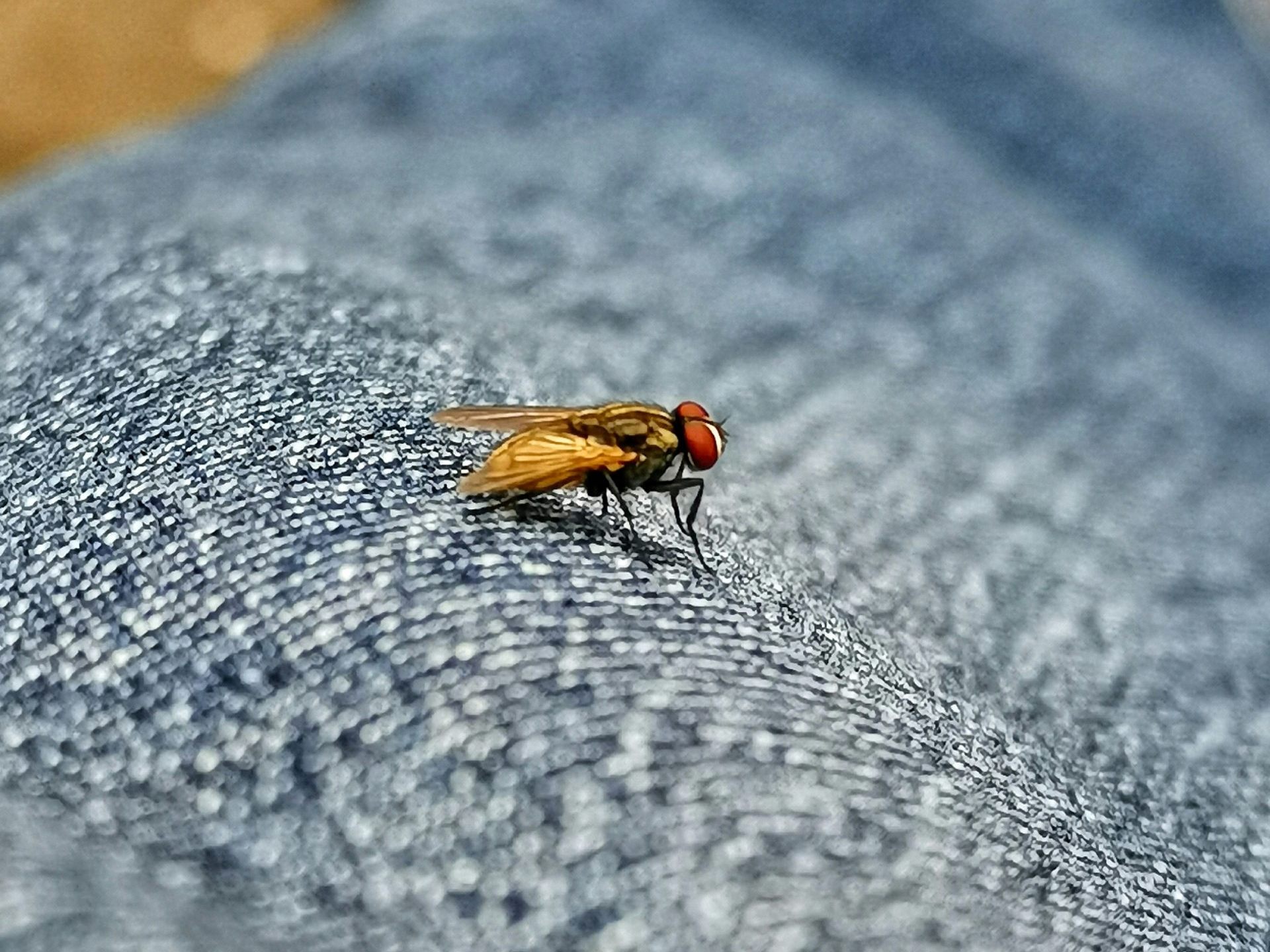 Insektenfrei im Sommer: Hausmittel gegen Fliegen Insektenfrei im Sommer: Hausmittel gegen Fliegen