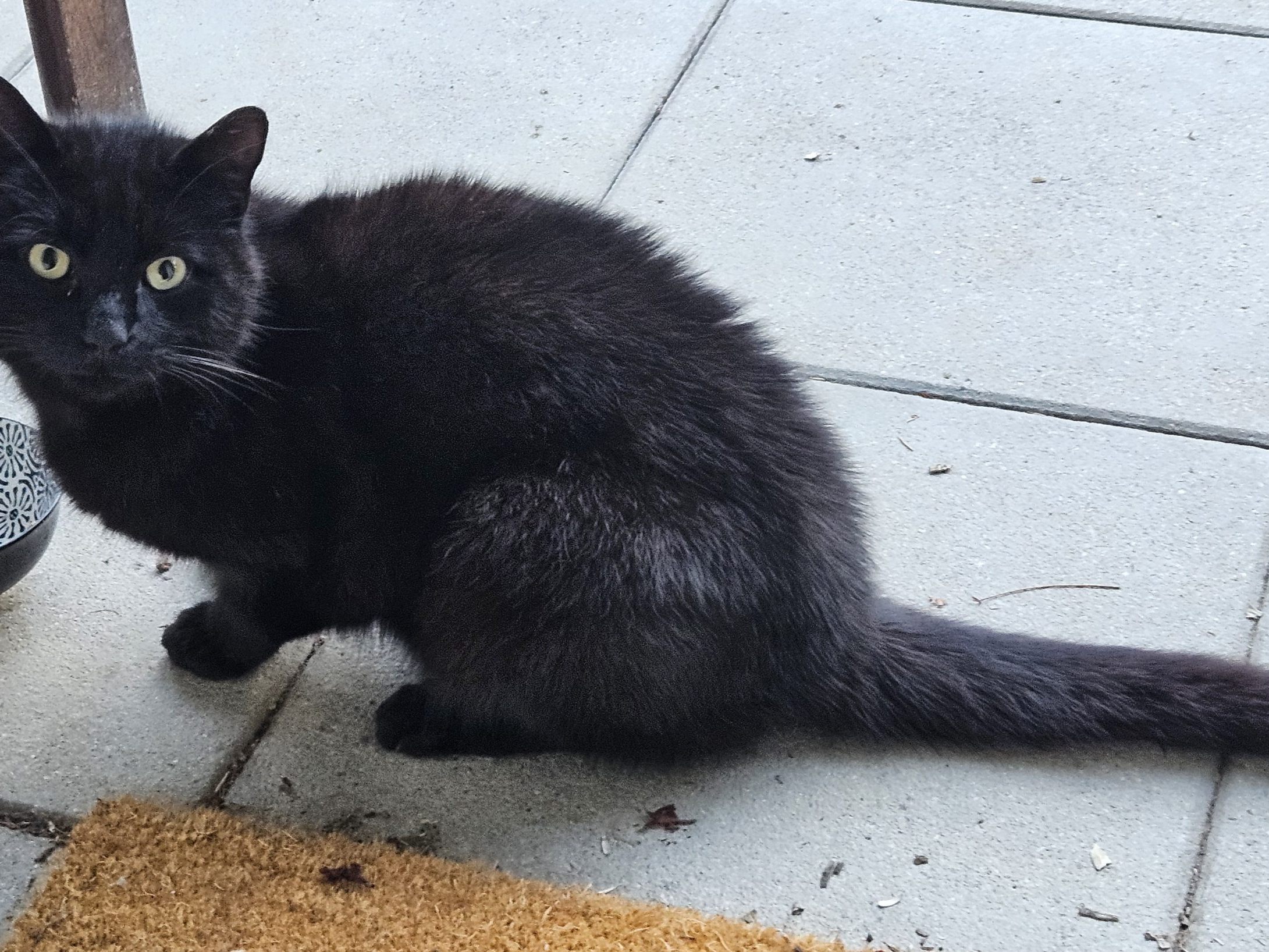 Schwarze Katze zugelaufen