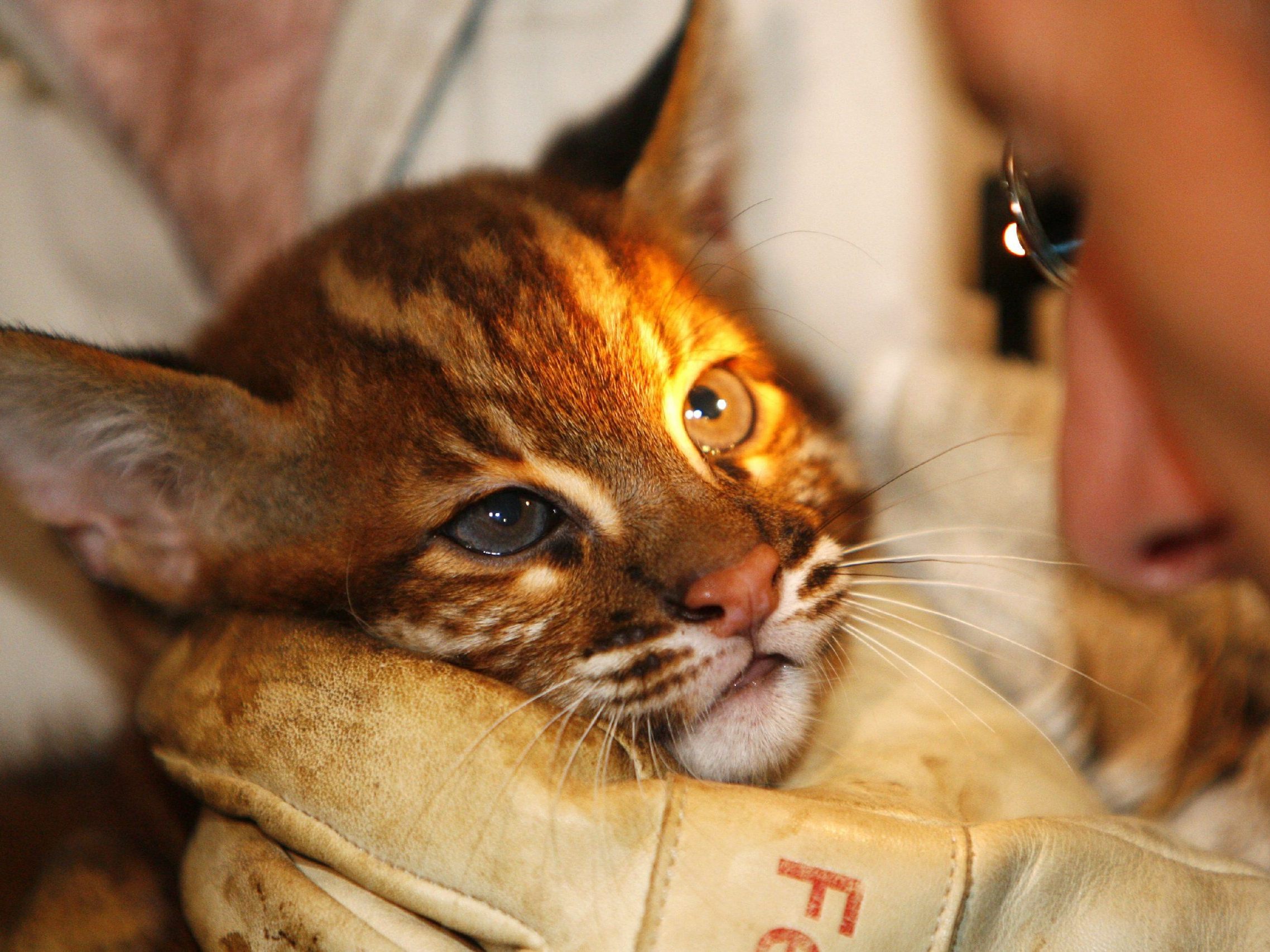 Seltene asiatische Goldkatze im Khao Luang Nationalpark entdeckt. Video zeigt gefährdete Art in Thailand. Bedeutung für Artenschutz.