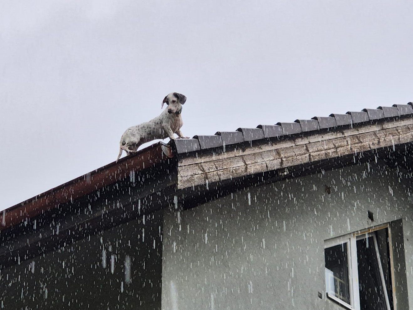 Feuerwehreinsatz wegen Hund im Bezirk Baden.