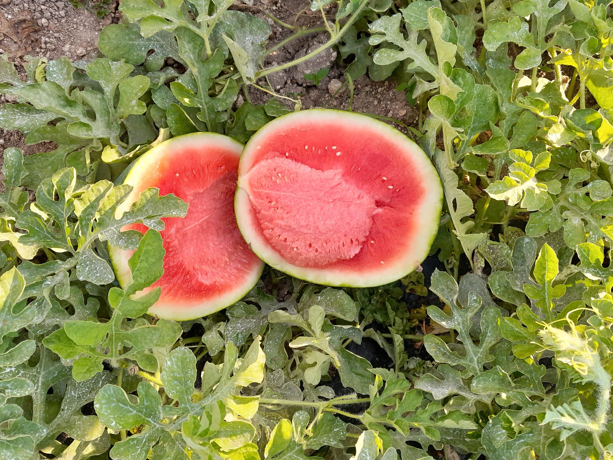 Wassermelonen schnitten im Pestizid-Check gut ab. Wassermelonen schnitten im Pestizid-Check gut ab.