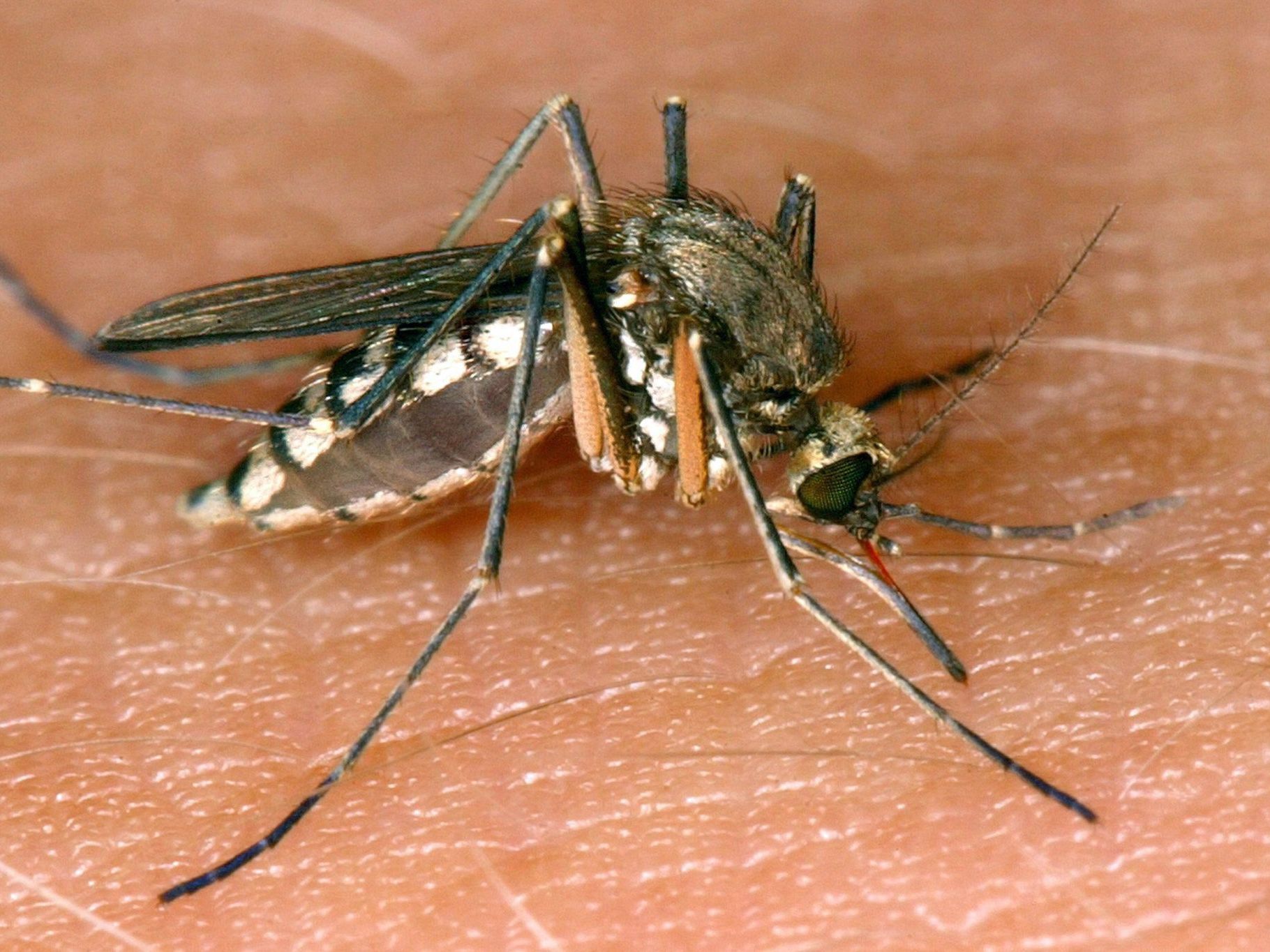 Mücken übertragen das West-Nil-Virus.