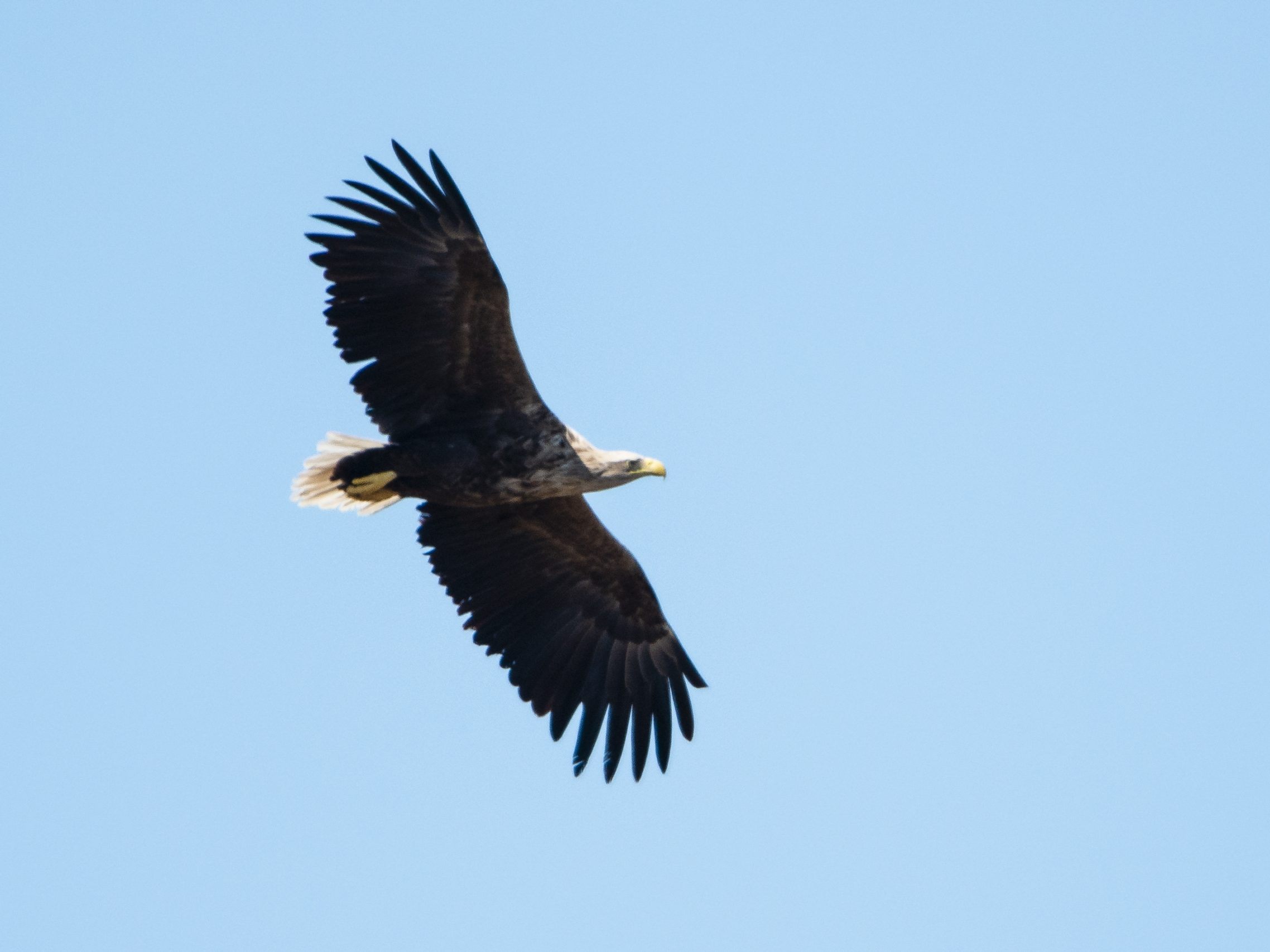 Der Seeadler "Dante" starb wegen einer Schussverletzung in Folge einer Kollision mit einem Zug. Der Seeadler "Dante" starb wegen einer Schussverletzung in Folge einer Kollision mit einem Zug.