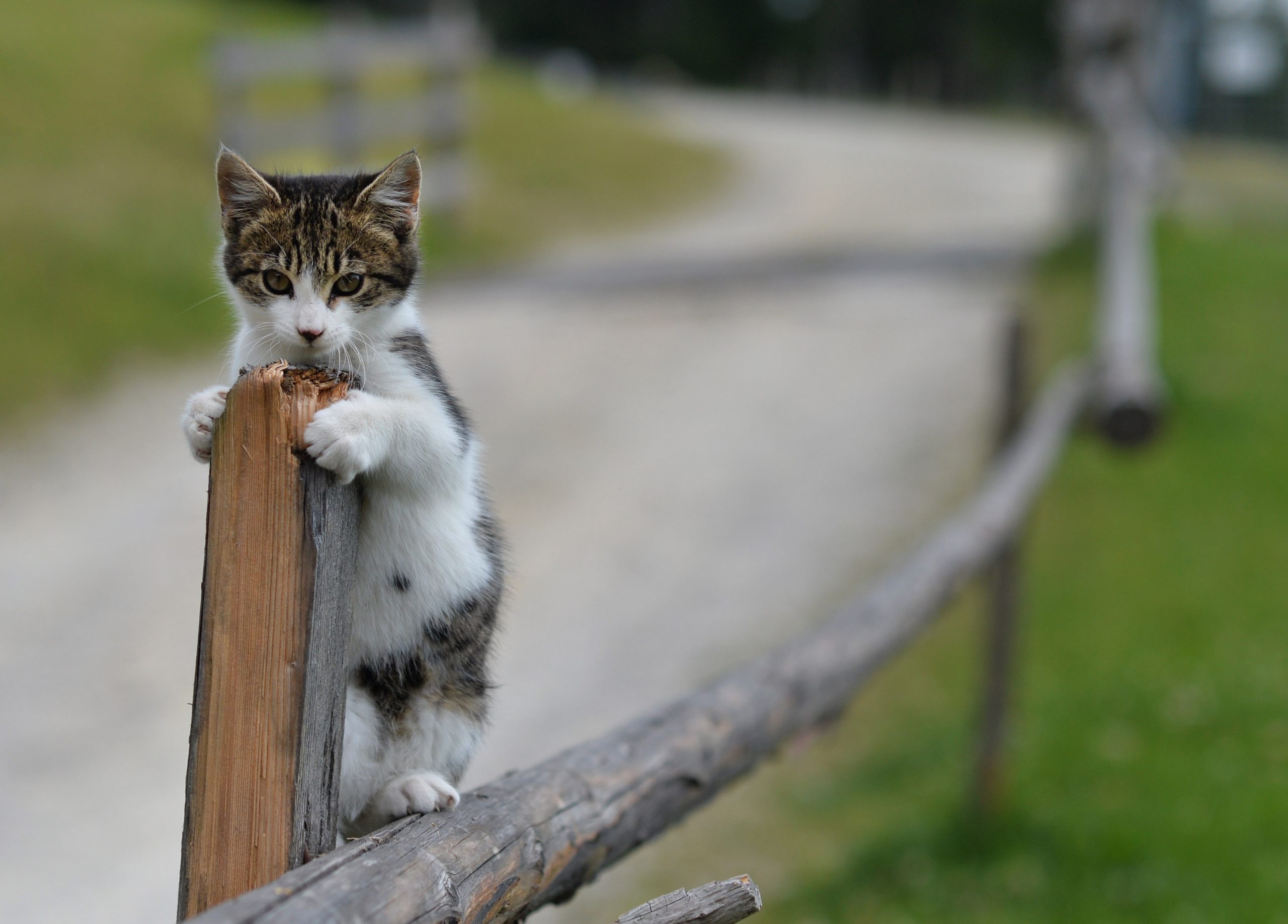 Dunajsko skladišče za izgubljene hišne živali beleži povečano število prijav