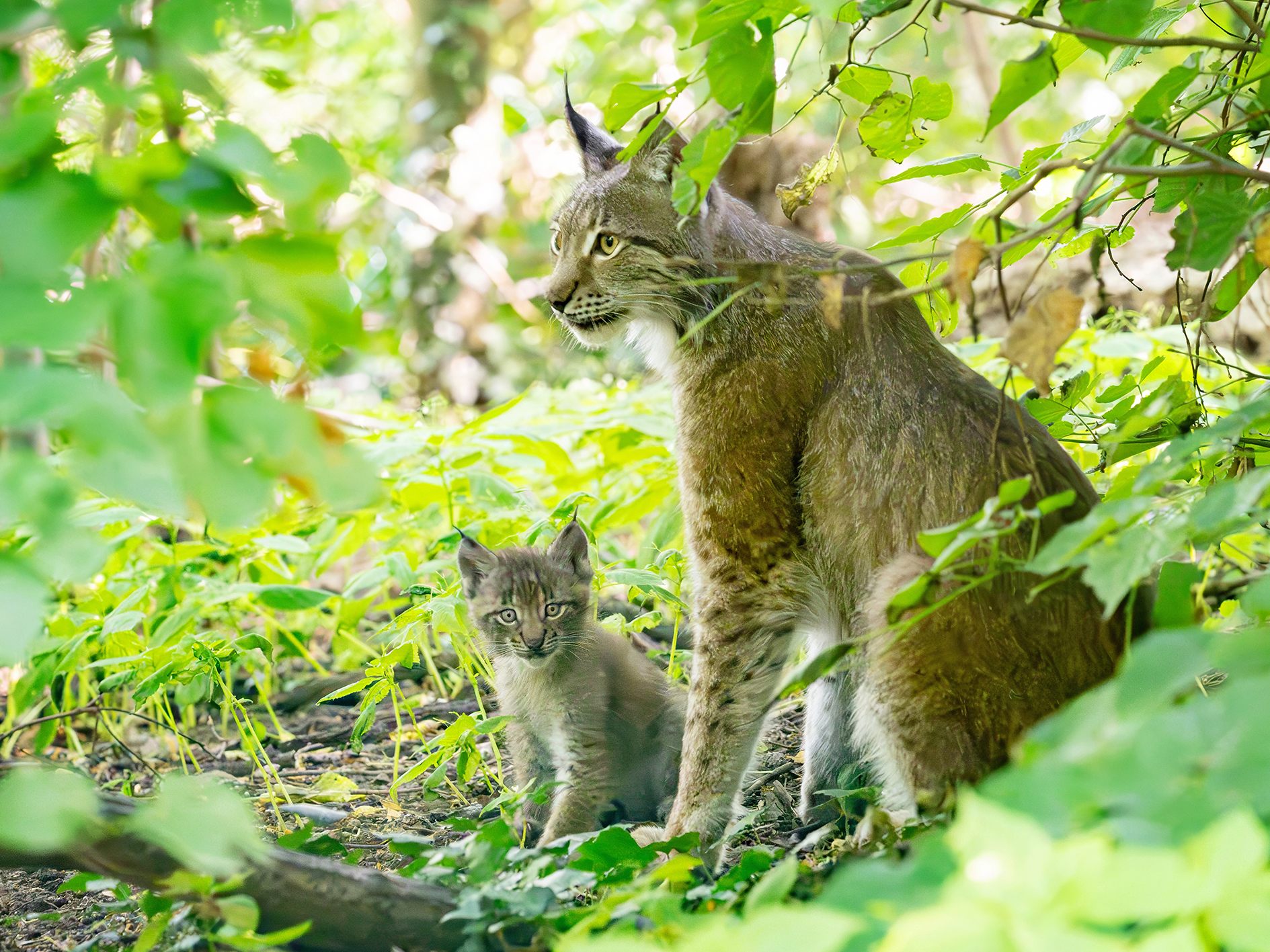 Luchs-Drillinge im Tiergarten Schönbrunn geboren Luchs-Drillinge im Tiergarten Schönbrunn geboren