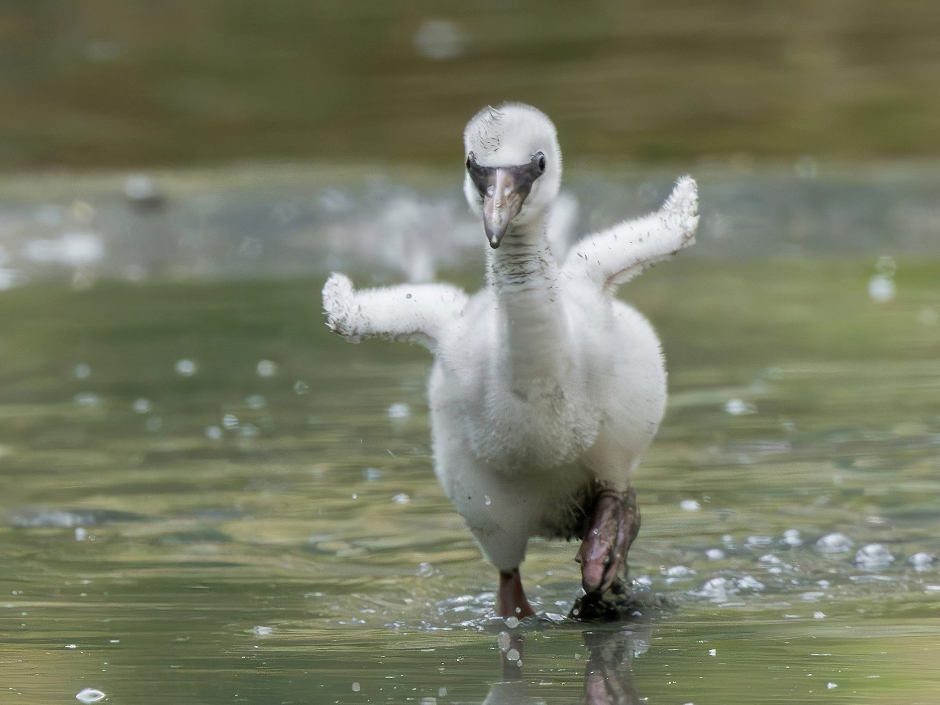 Es handelt sich nicht um den ersten Nachwuchs bei den Schönbrunner Flamingos.