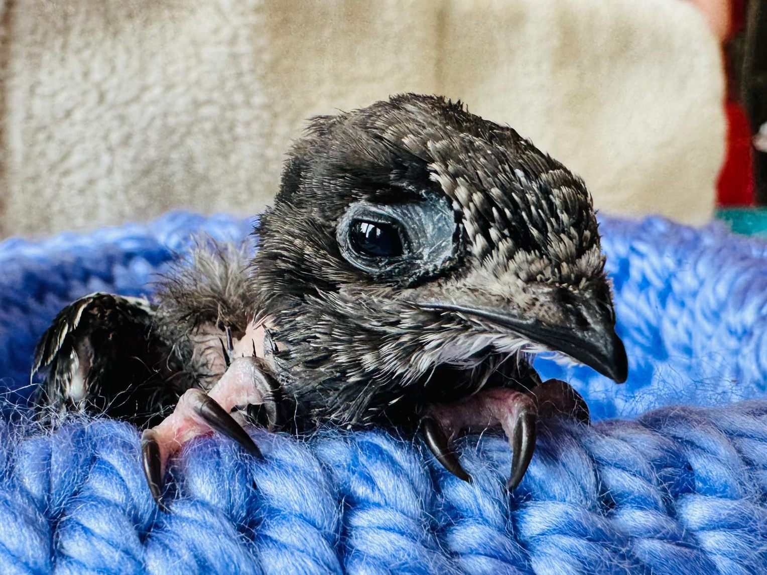 Das Tierschutzhaus in Vösendorf kümmert sich derzeit um 24 Mauersegler-Jungtiere. Das Tierschutzhaus in Vösendorf kümmert sich derzeit um 24 Mauersegler-Jungtiere.