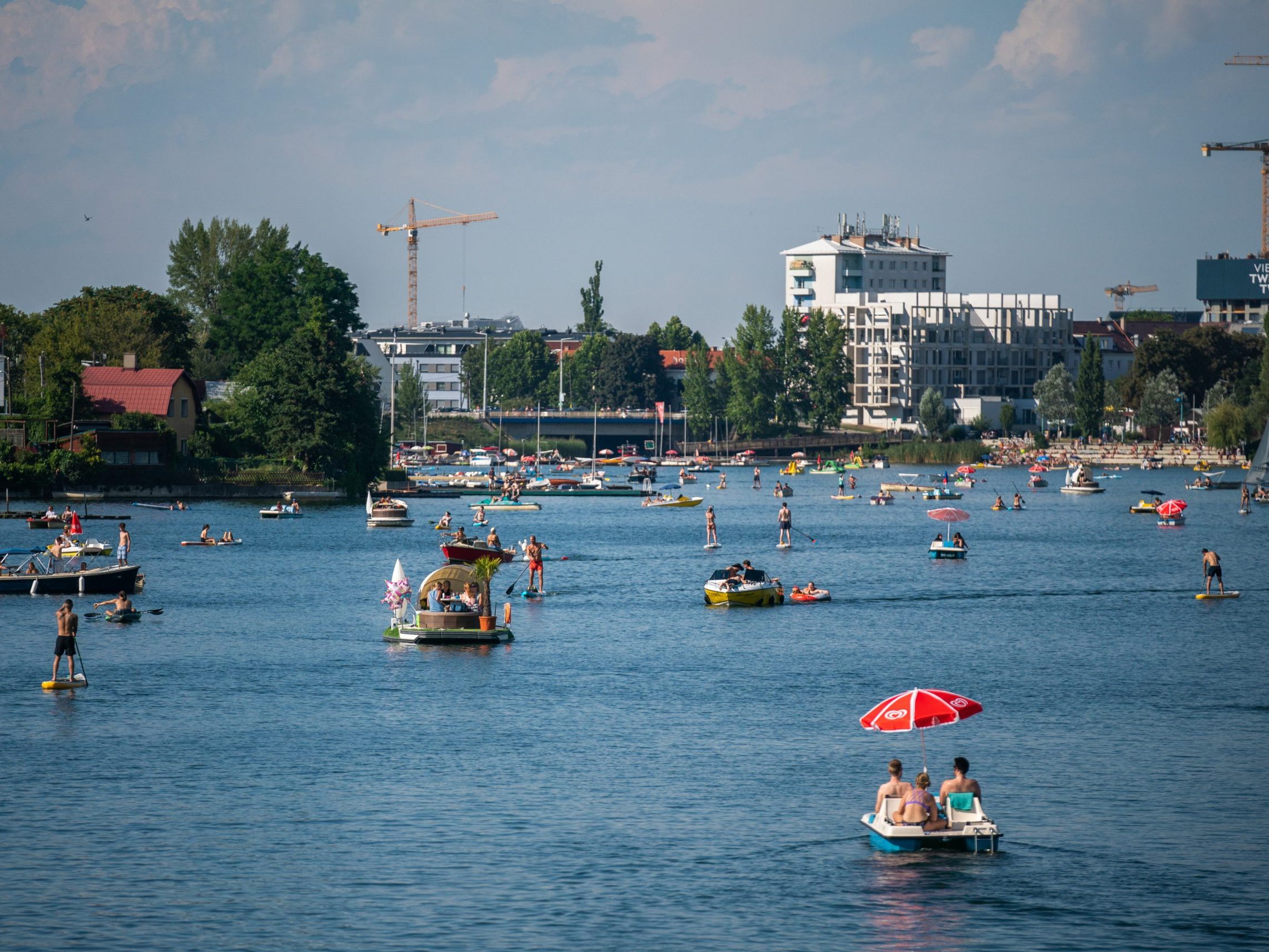 In der Alten Donau gibt es ein massives Karpfen-Sterben. In der Alten Donau gibt es ein massives Karpfen-Sterben.