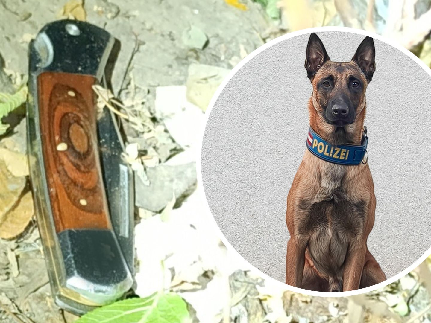 Polizeidiensthund "Maddox" spürte die Tatwaffe in einem Gebüsch auf.
