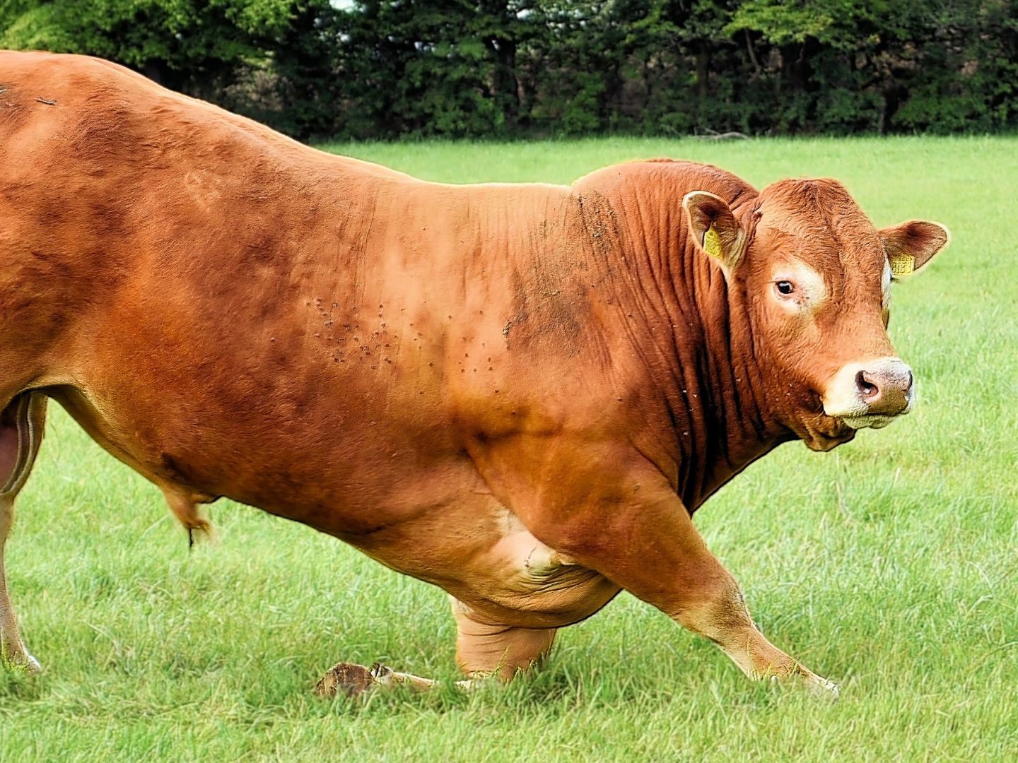 Der aggressive Stier ließ sich nicht mehr einfangen. Der aggressive Stier ließ sich nicht mehr einfangen.