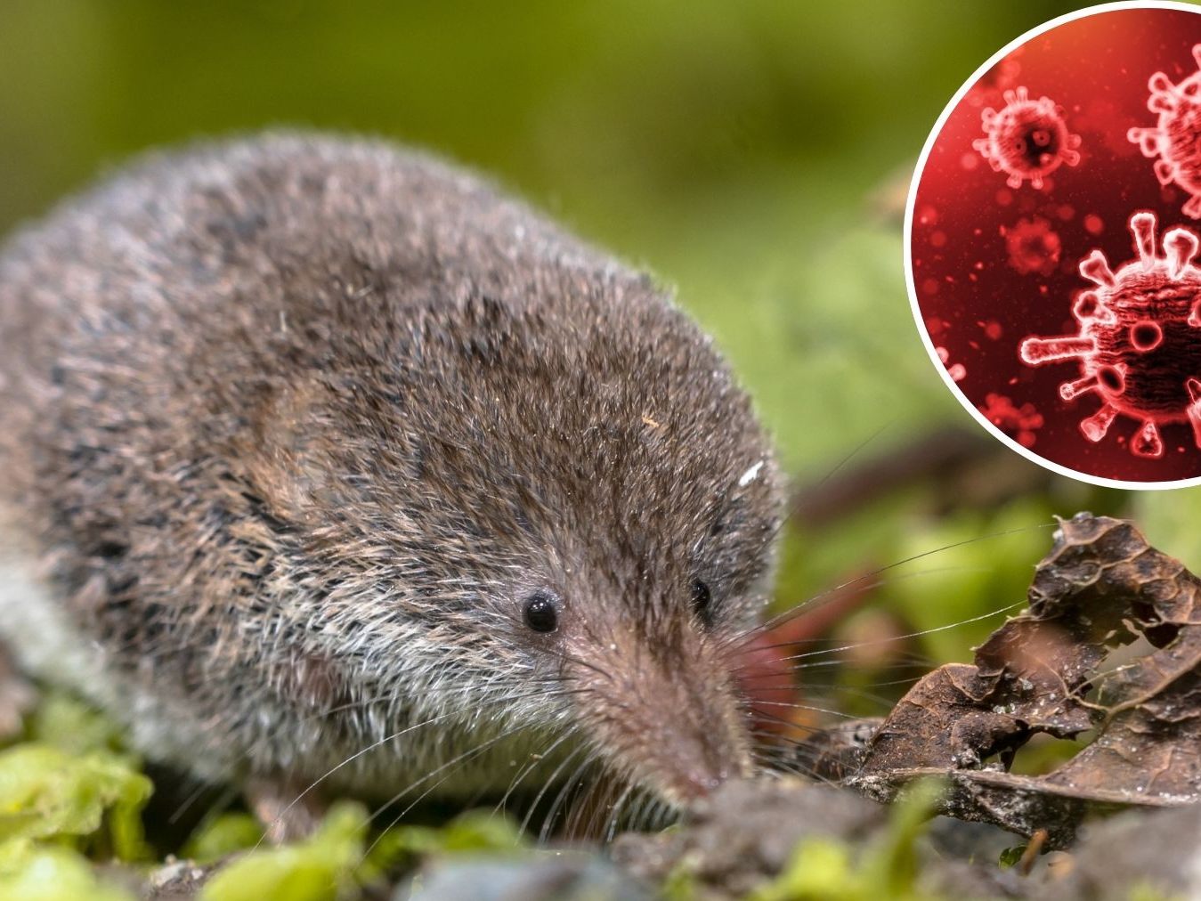 Kontakt mit Feldspitzmäusen sollte unbedingt vermieden werden