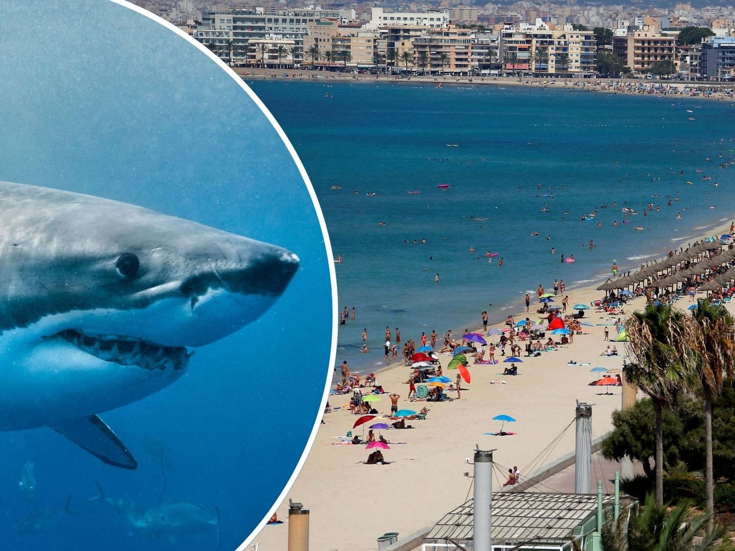 Hai-Alarm auf Mallorca: Strand bei Balneario 6 gesperrt nach Bissverletzung