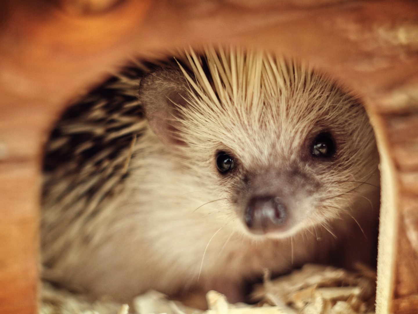 Verwaiste Igel sollten nicht überstürzt aufgenommen werden – Tierschutzvereine bieten Hilfe.