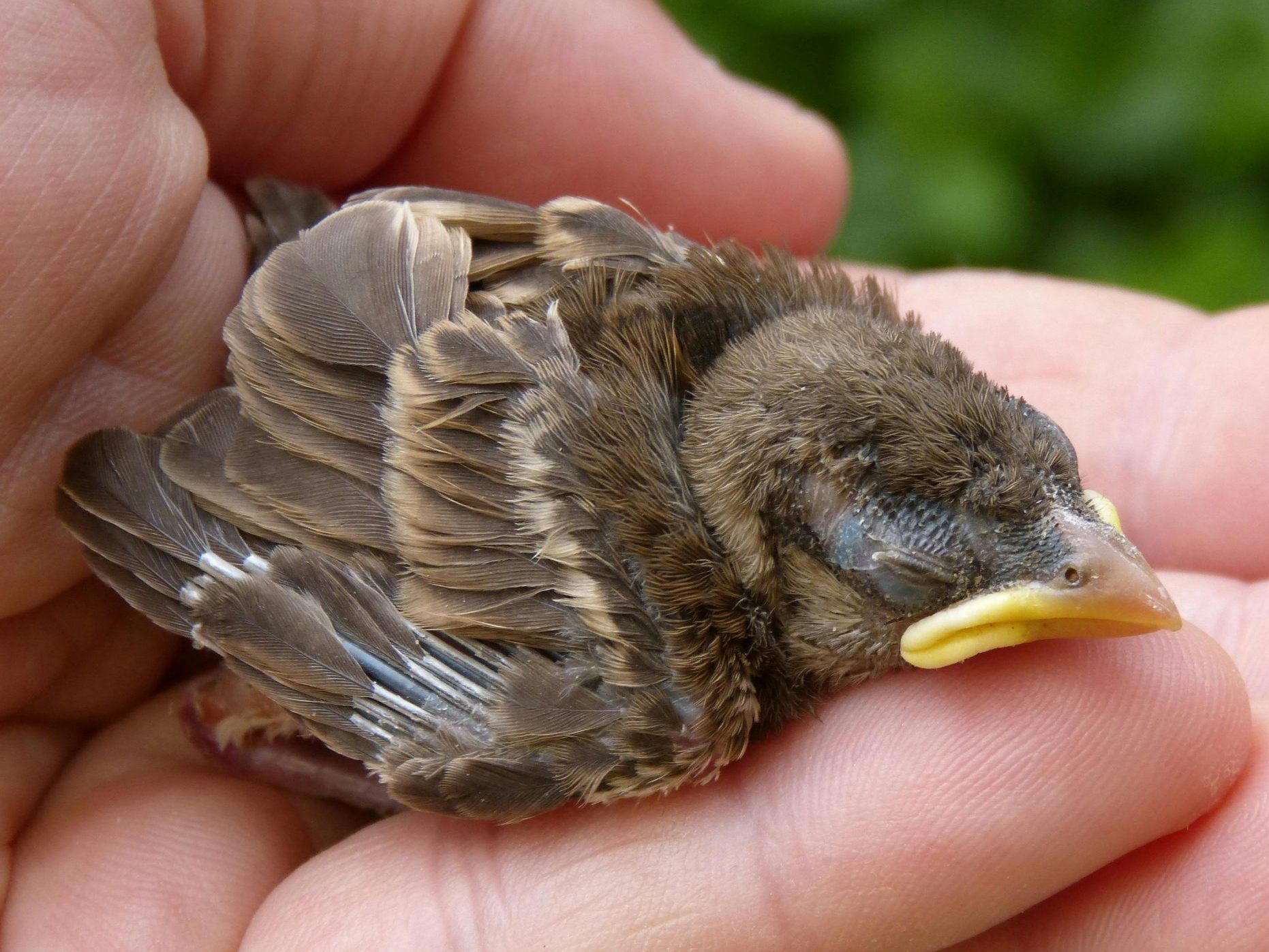 Gut gemeint, doch oft fatal warnt der Tierschutzverein. Gut gemeint, doch oft fatal warnt der Tierschutzverein.
