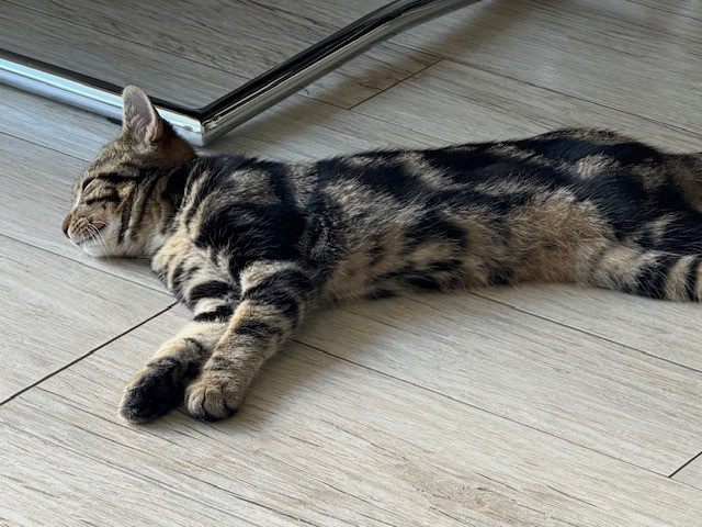 Kater