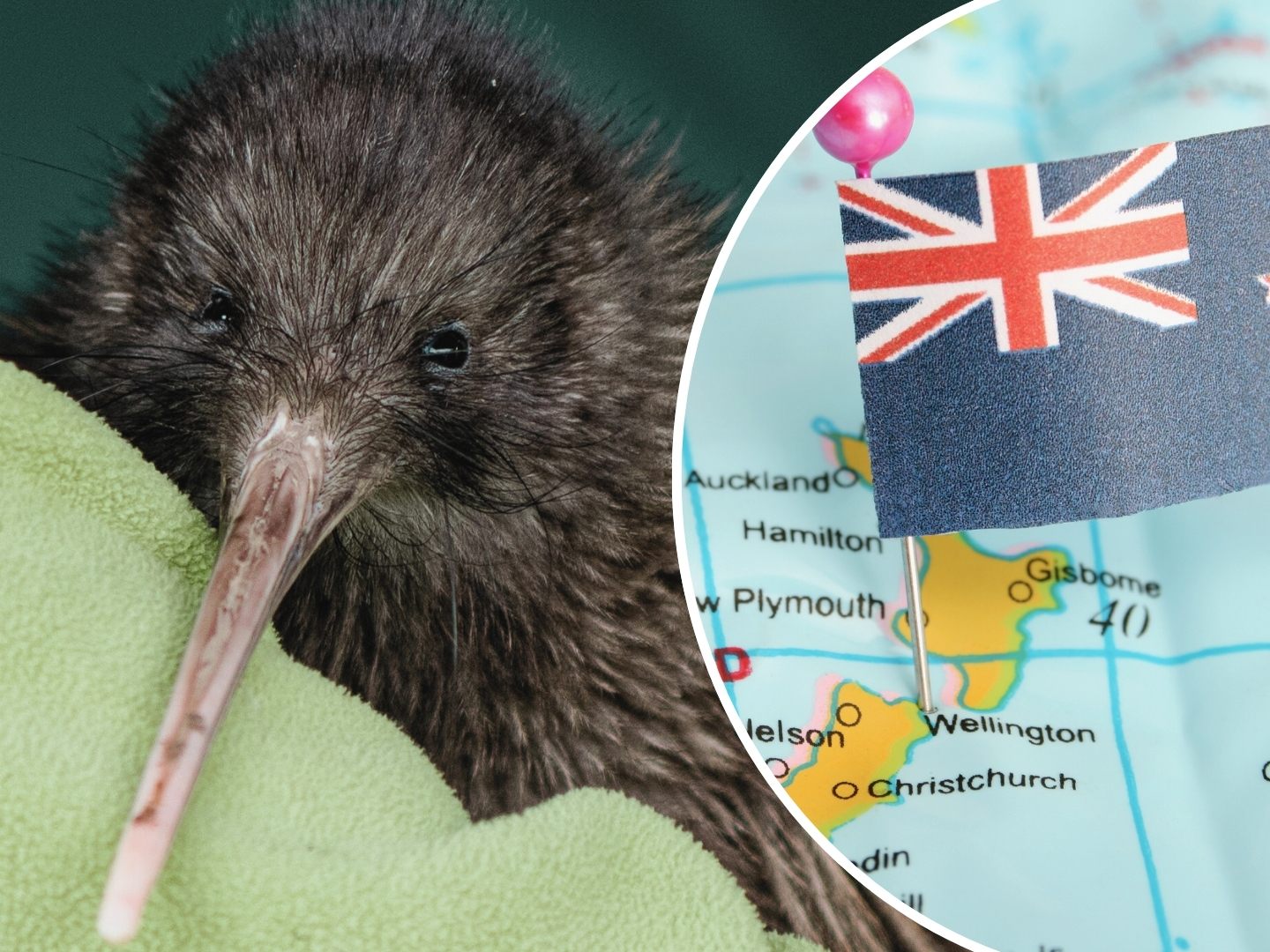 Der Kiwi Pukupuku ist die kleinste und seltenste aller Kiwi-Arten in Neuseeland.