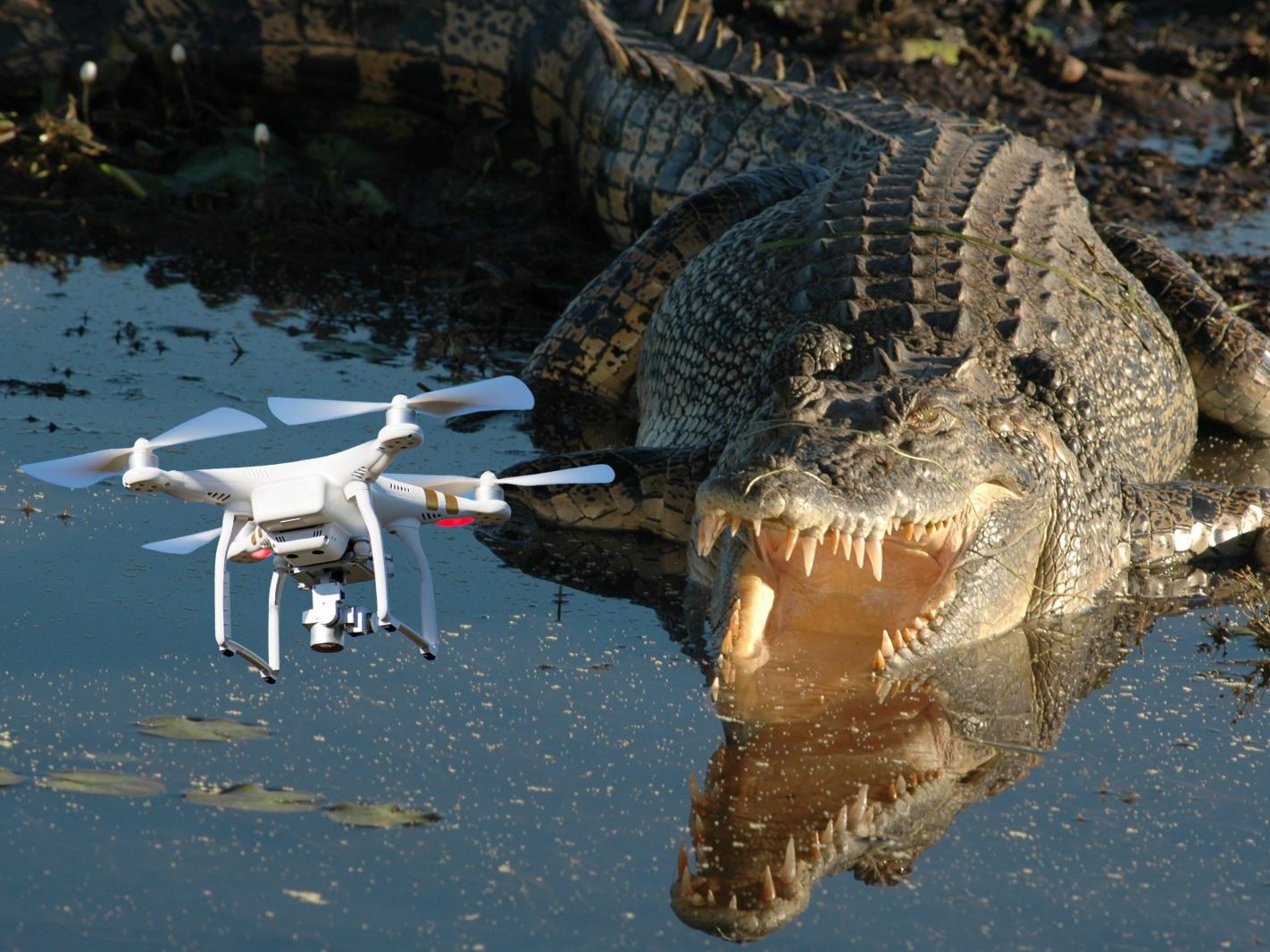 Ein Krokodil schnappt nach der Drohne.