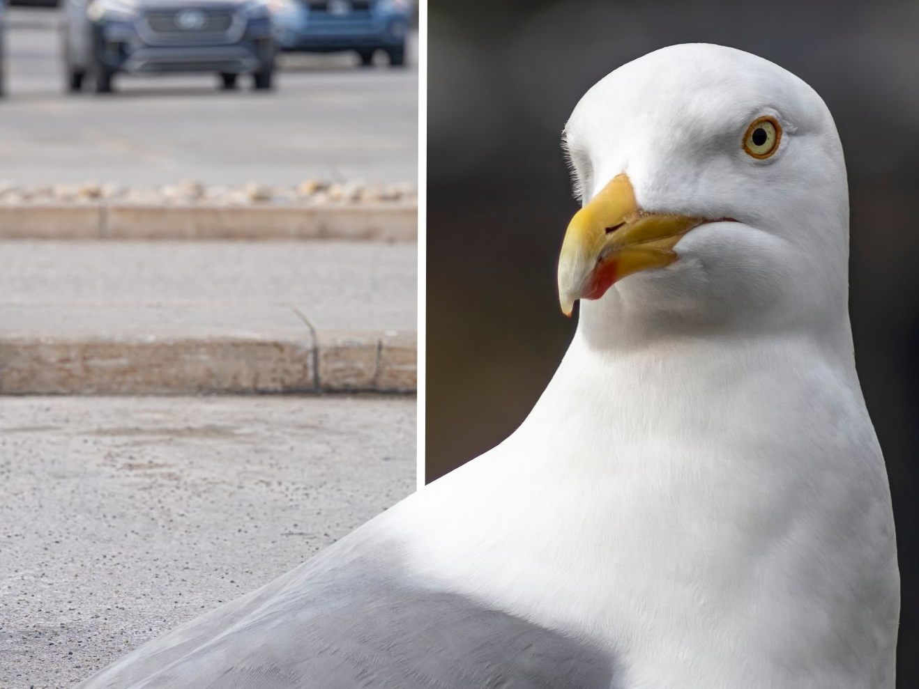 Möwe jagt Frau bis zum Ladeneingang. (Symbolbild)