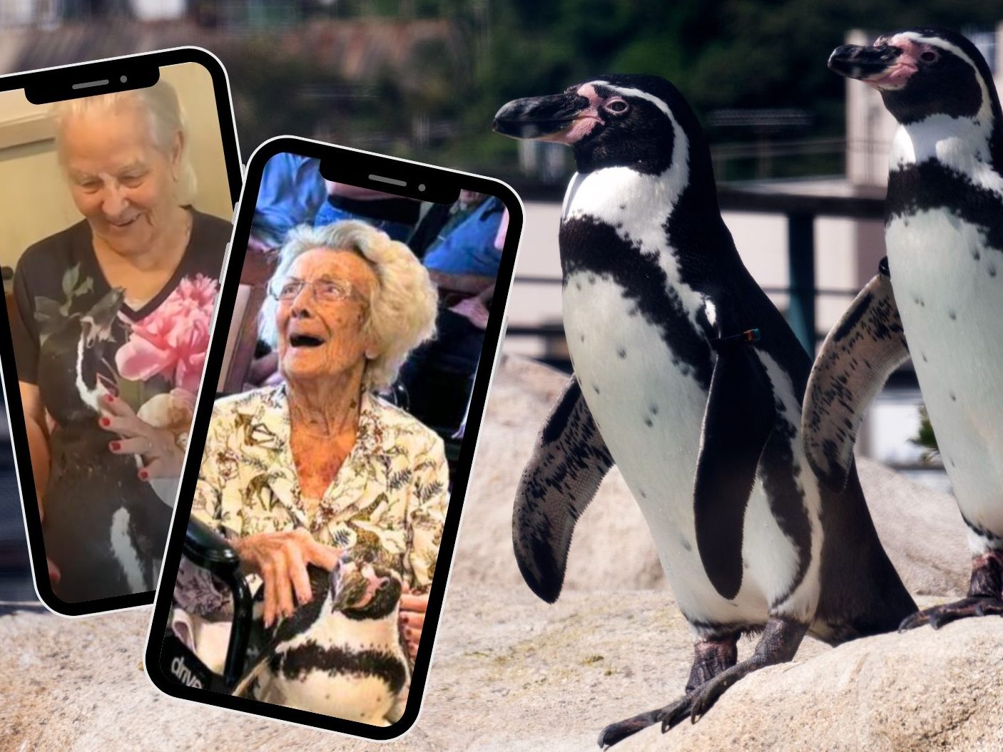 Die Pinguine brachten Freude und schufen bleibende Erinnerungen.