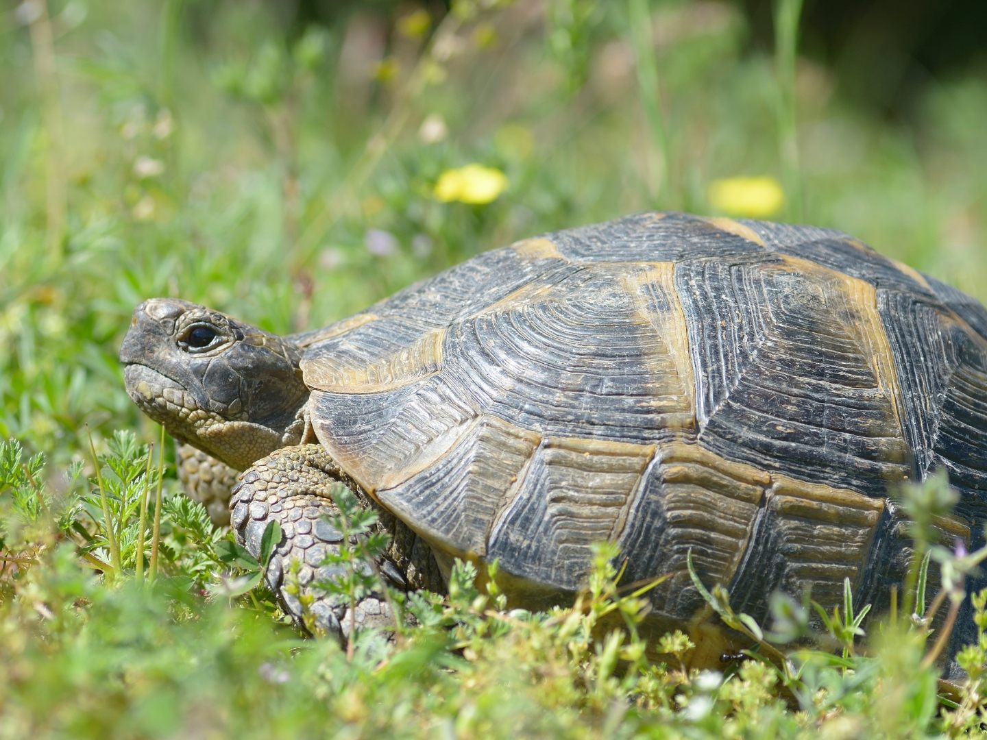 In Chiang Rai marschierte eine Spornschildkröte eigenständig durch eine Einfahrt.