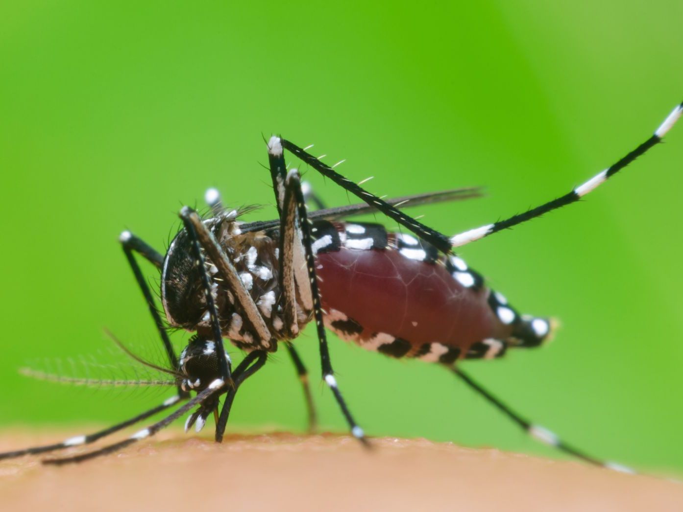 Neue Impfung empfohlen: Schutz vor Chikungunya