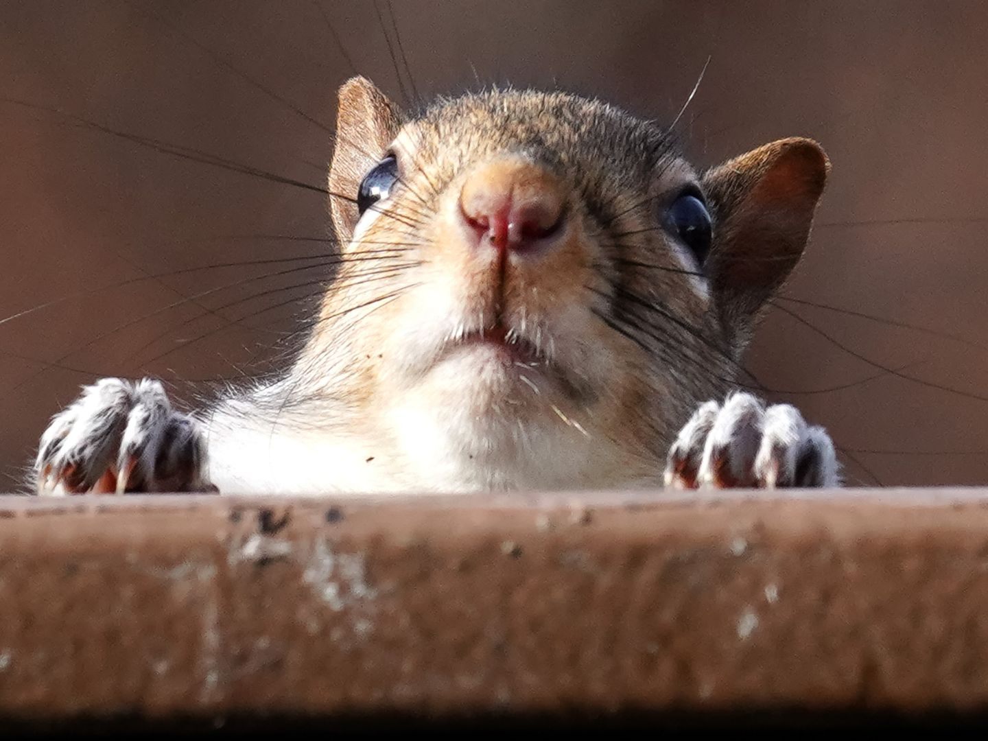 Gute Nachrichten für die Wildtierhilfe Vorarlberg. Gute Nachrichten für die Wildtierhilfe Vorarlberg.