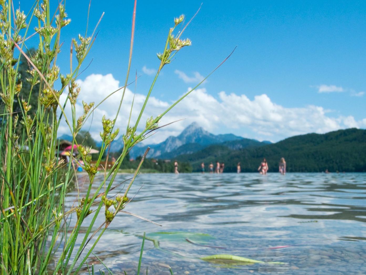 Hund beißt Elfjährigen an oberösterreichischem Badesee. Hund beißt Elfjährigen an oberösterreichischem Badesee.