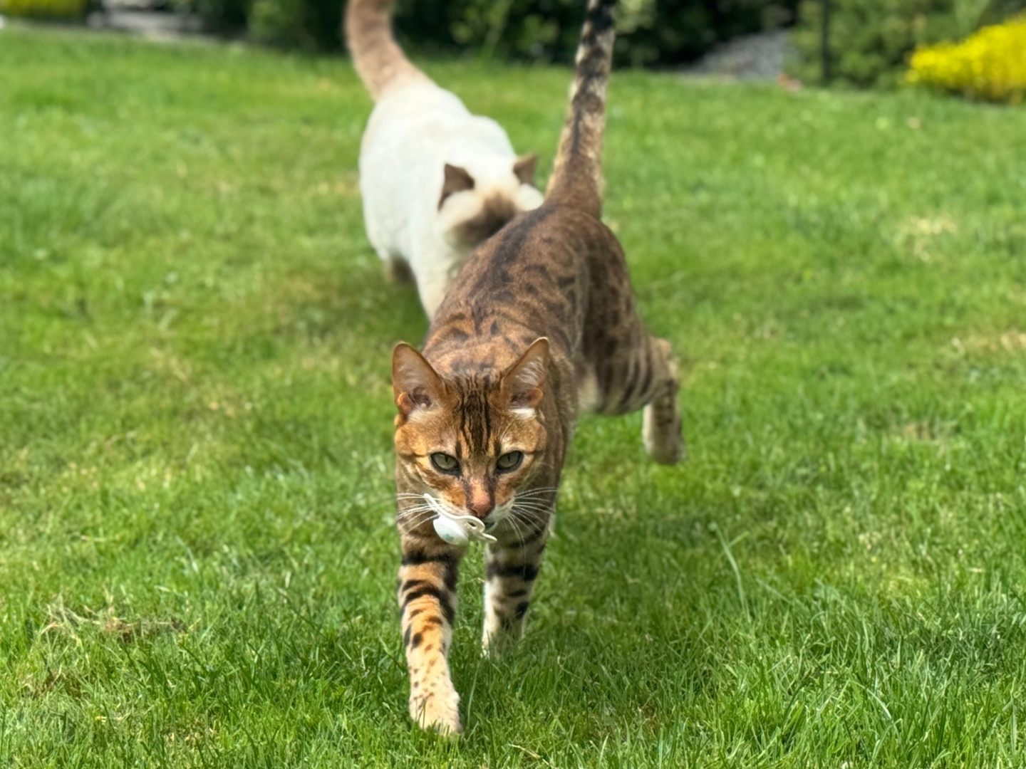 Kater Bhandari liebt Schnuller. Kater Bhandari liebt Schnuller.