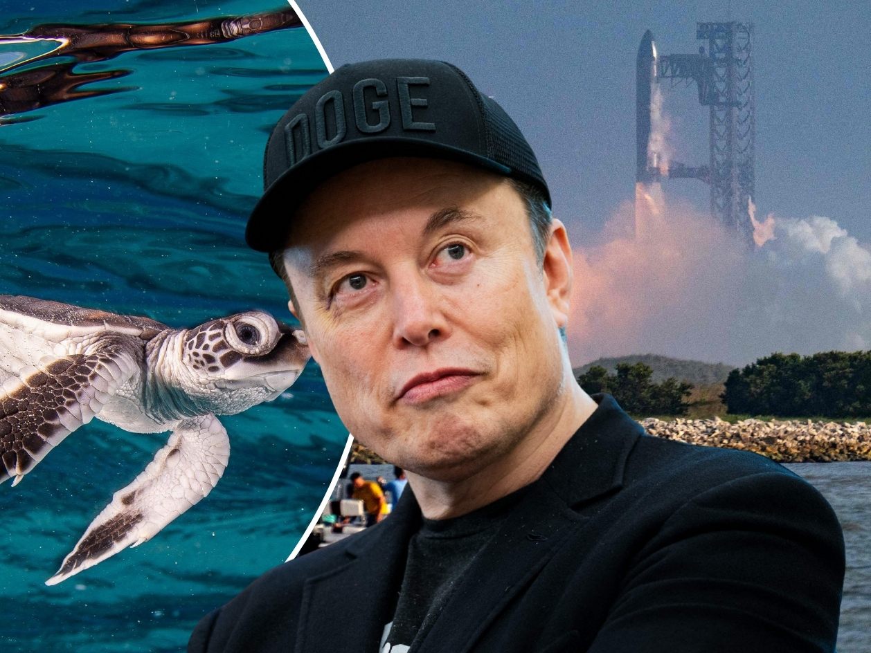 Trümmer einer SpaceX-Rakete von Elon Musk töten hunderte Schildkröten in Schutzgebiet.