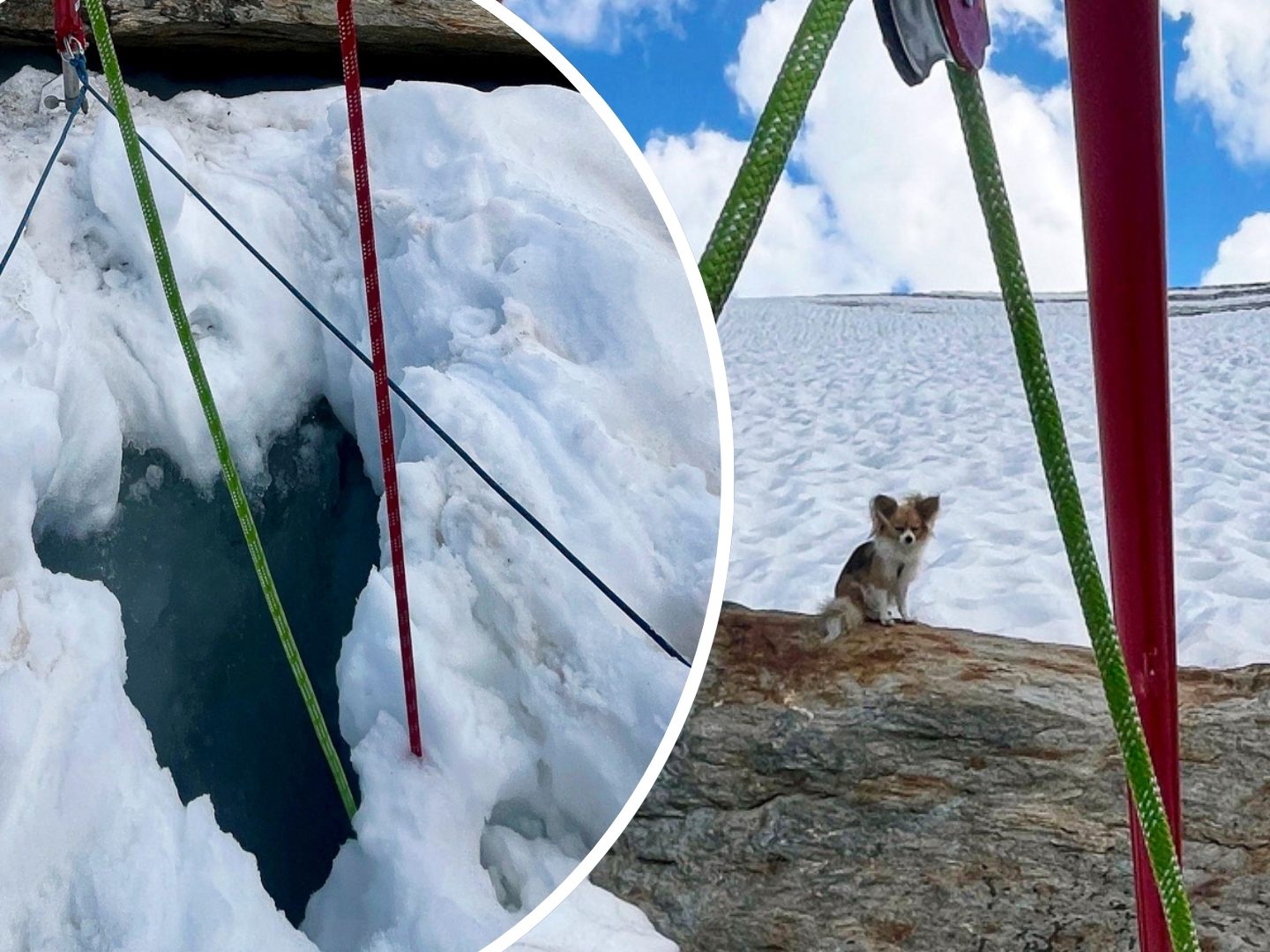 Der Chihuahua wies die Retter auf die Gletscherspalte hin, in die sein Herrchen gestürzt war.