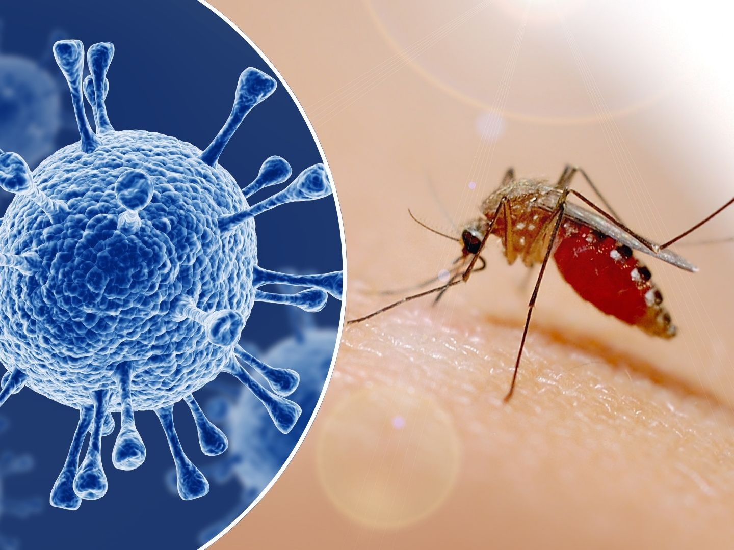 Tropenvirus auf dem Vormarsch: WHO warnt vor globaler Epidemie.