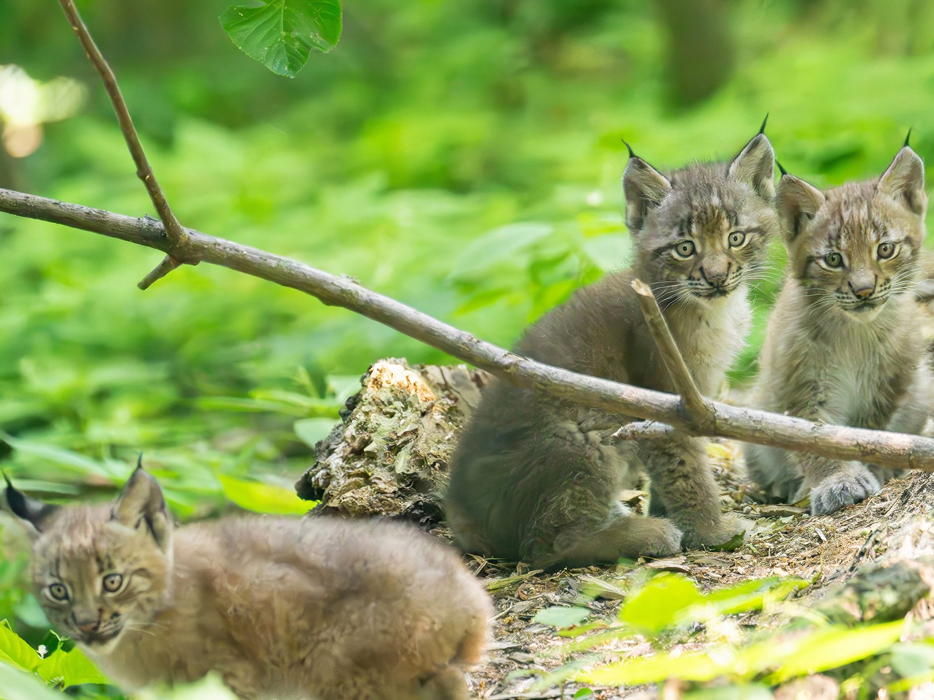 Luchs-Drillinge wurden im Tiergarten Schönbrunn geboren. Luchs-Drillinge wurden im Tiergarten Schönbrunn geboren.