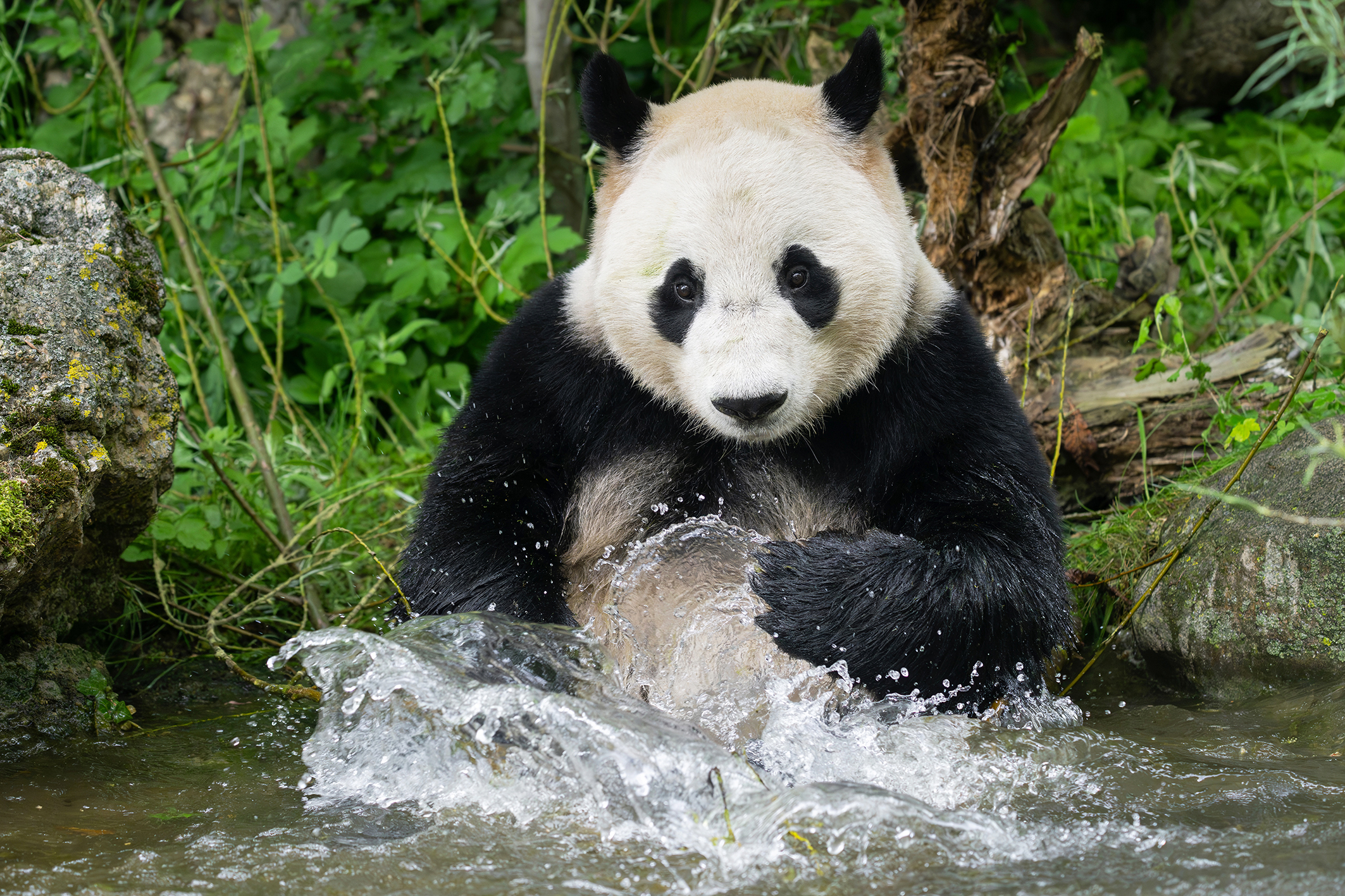 Abkühlung für Pandas im Wiener Tiergarten Schönbrunn